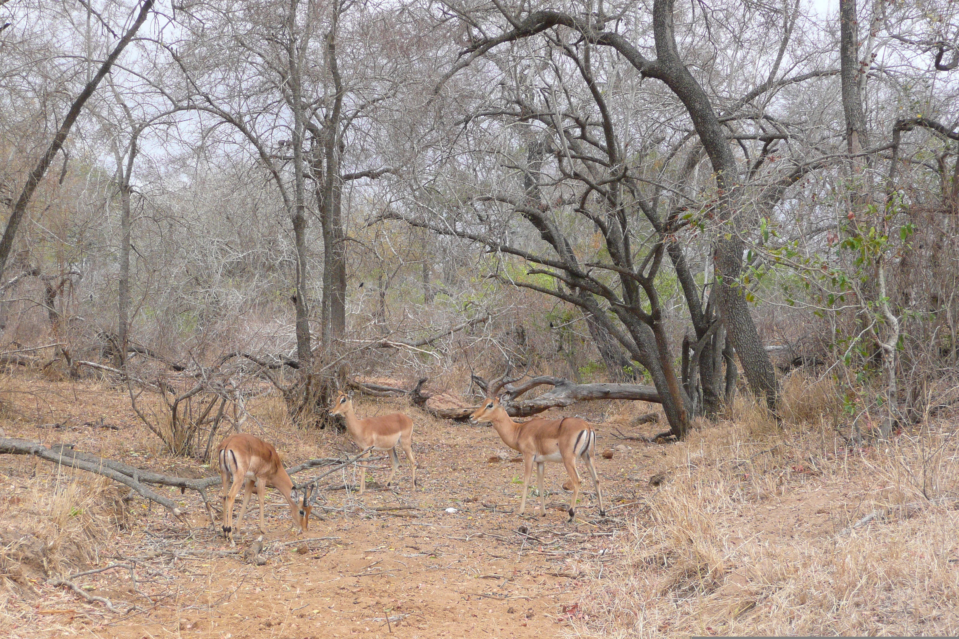 Picture South Africa Kruger National Park Crocodile River road 2008-09 15 - Tours Crocodile River road