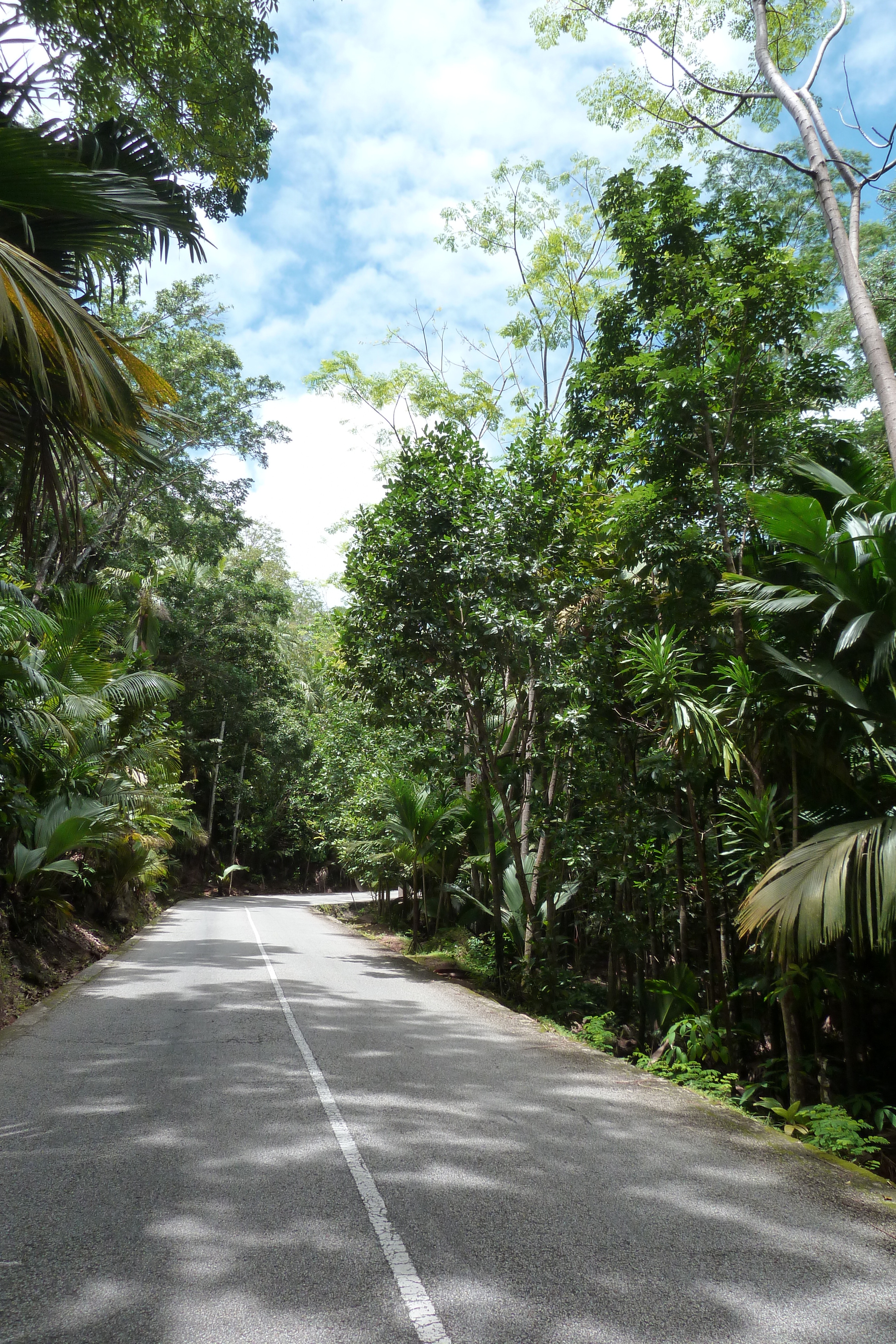 Picture Seychelles Vallee de Mai 2011-10 37 - Tour Vallee de Mai