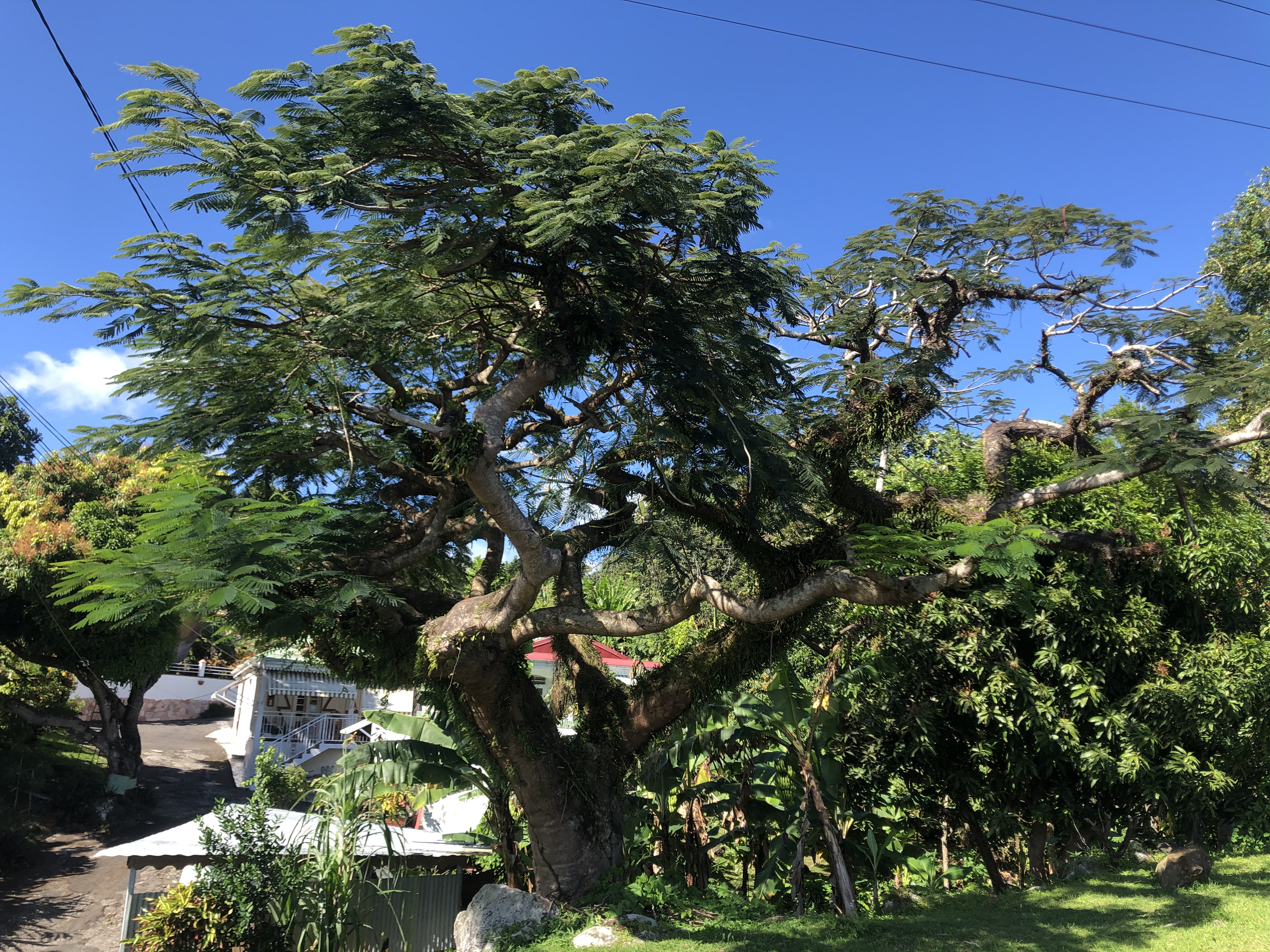 Picture Guadeloupe Trois Rivieres 2021-02 9 - Tours Trois Rivieres