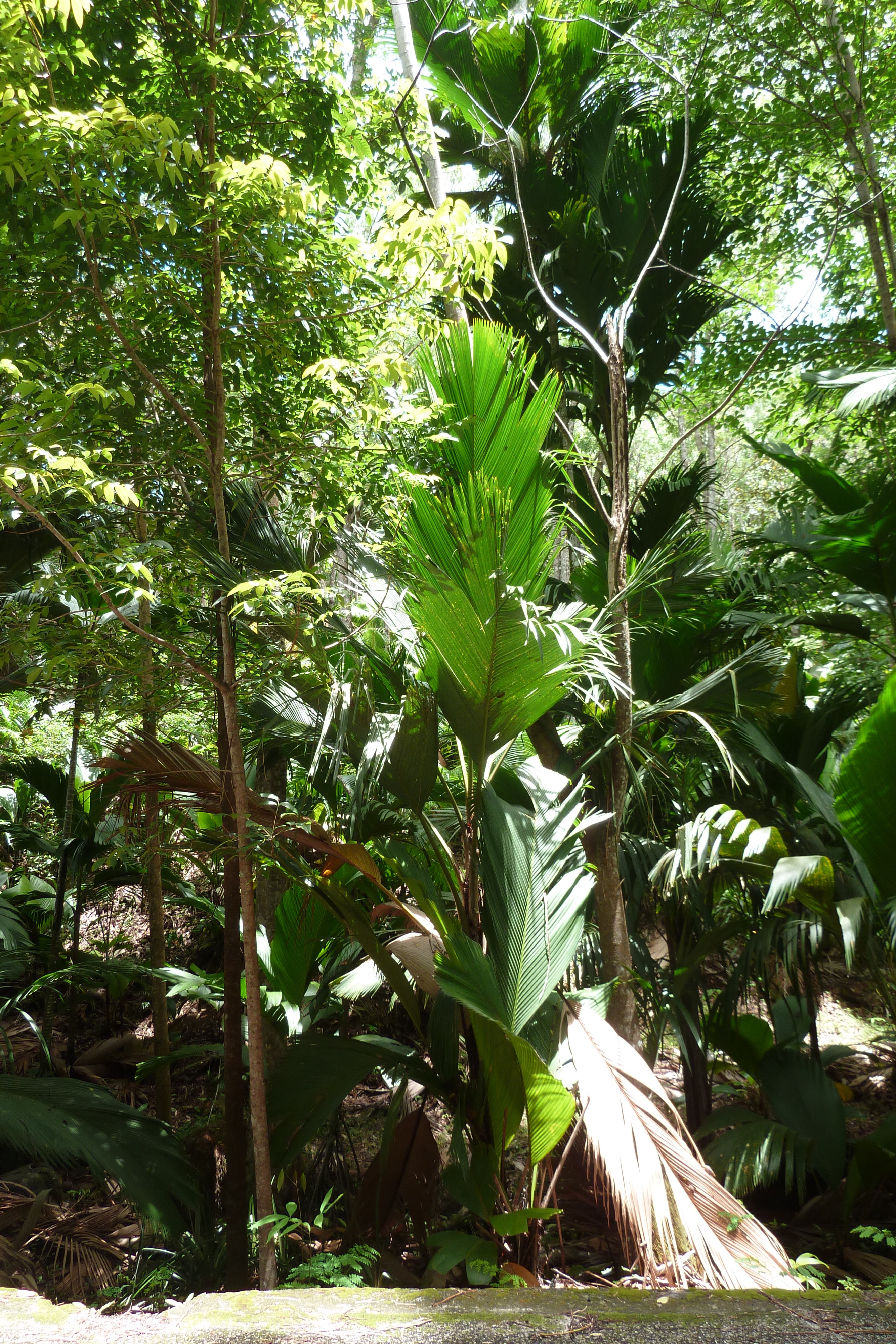 Picture Seychelles Vallee de Mai 2011-10 38 - History Vallee de Mai