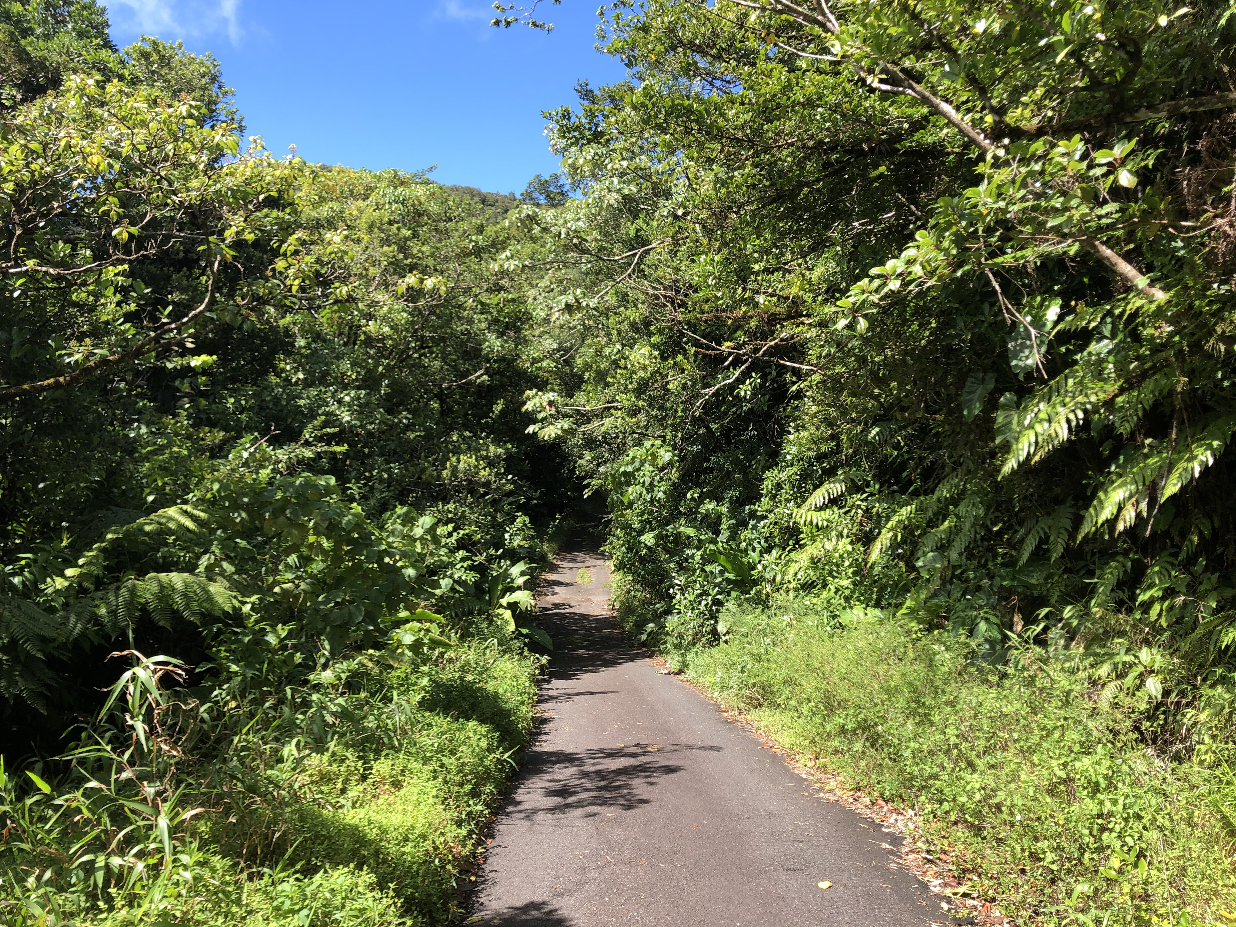 Picture Guadeloupe La Grande Soufriere 2021-02 55 - Around La Grande Soufriere