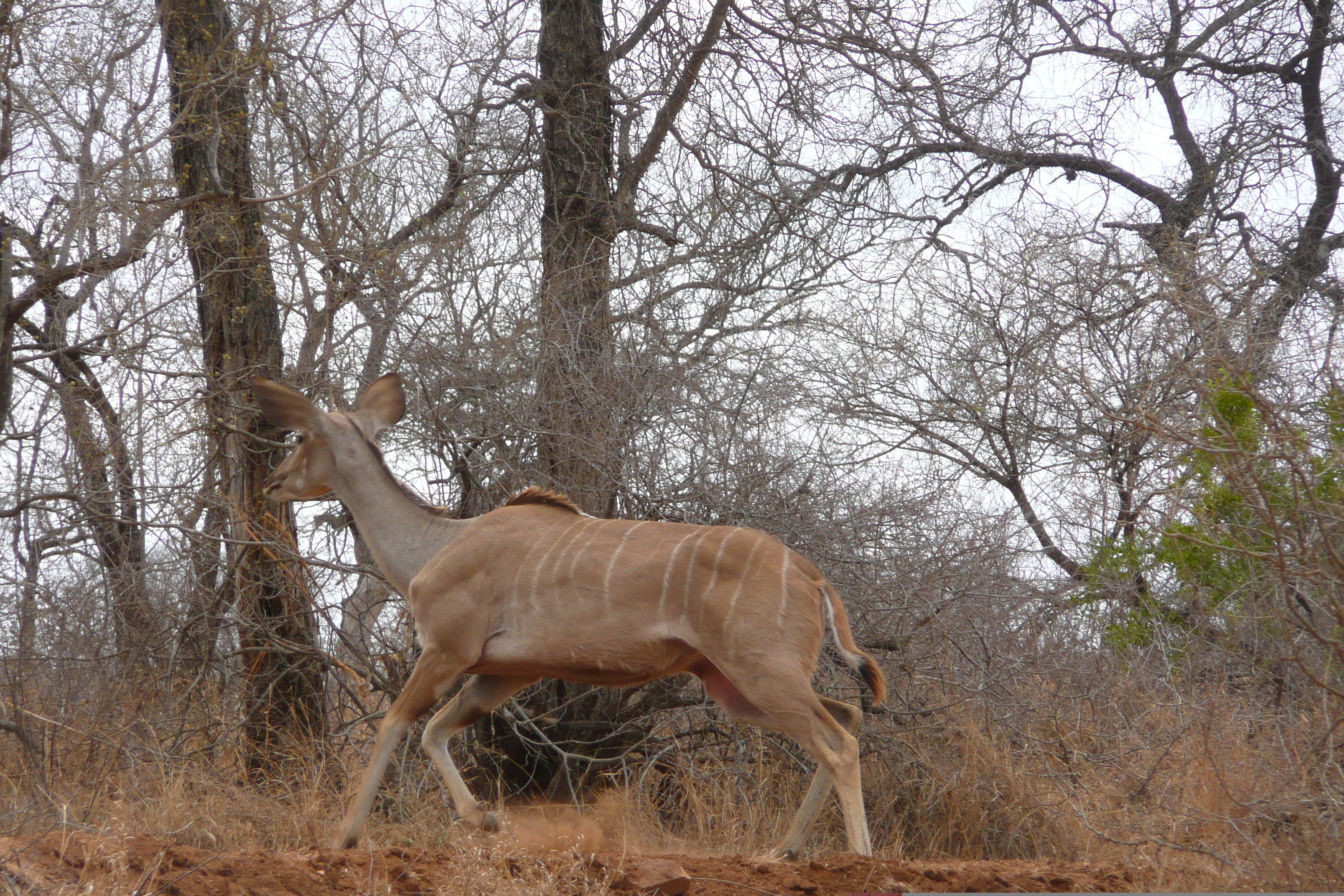 Picture South Africa Kruger National Park Crocodile River road 2008-09 62 - History Crocodile River road