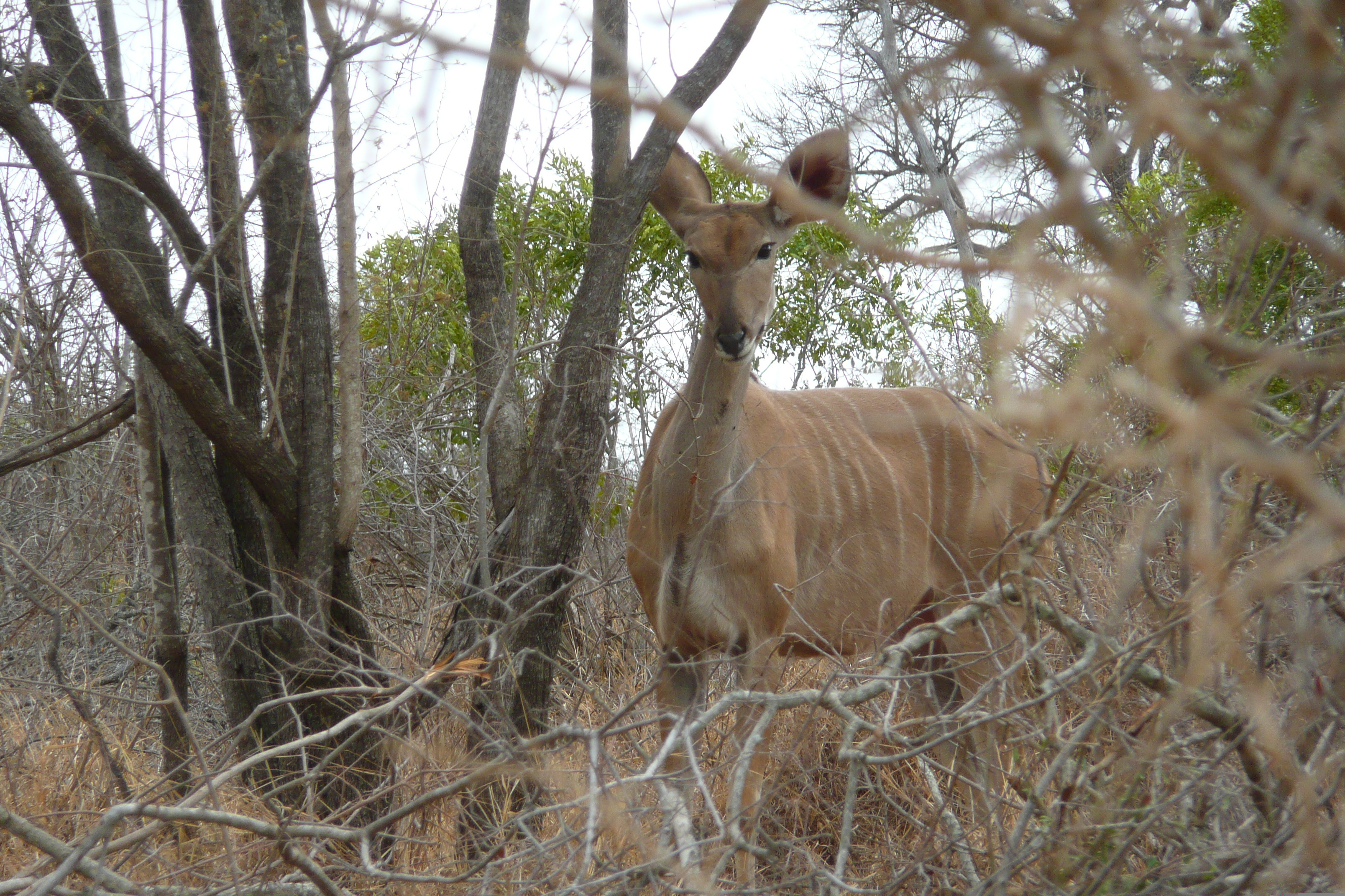 Picture South Africa Kruger National Park Crocodile River road 2008-09 58 - Tours Crocodile River road