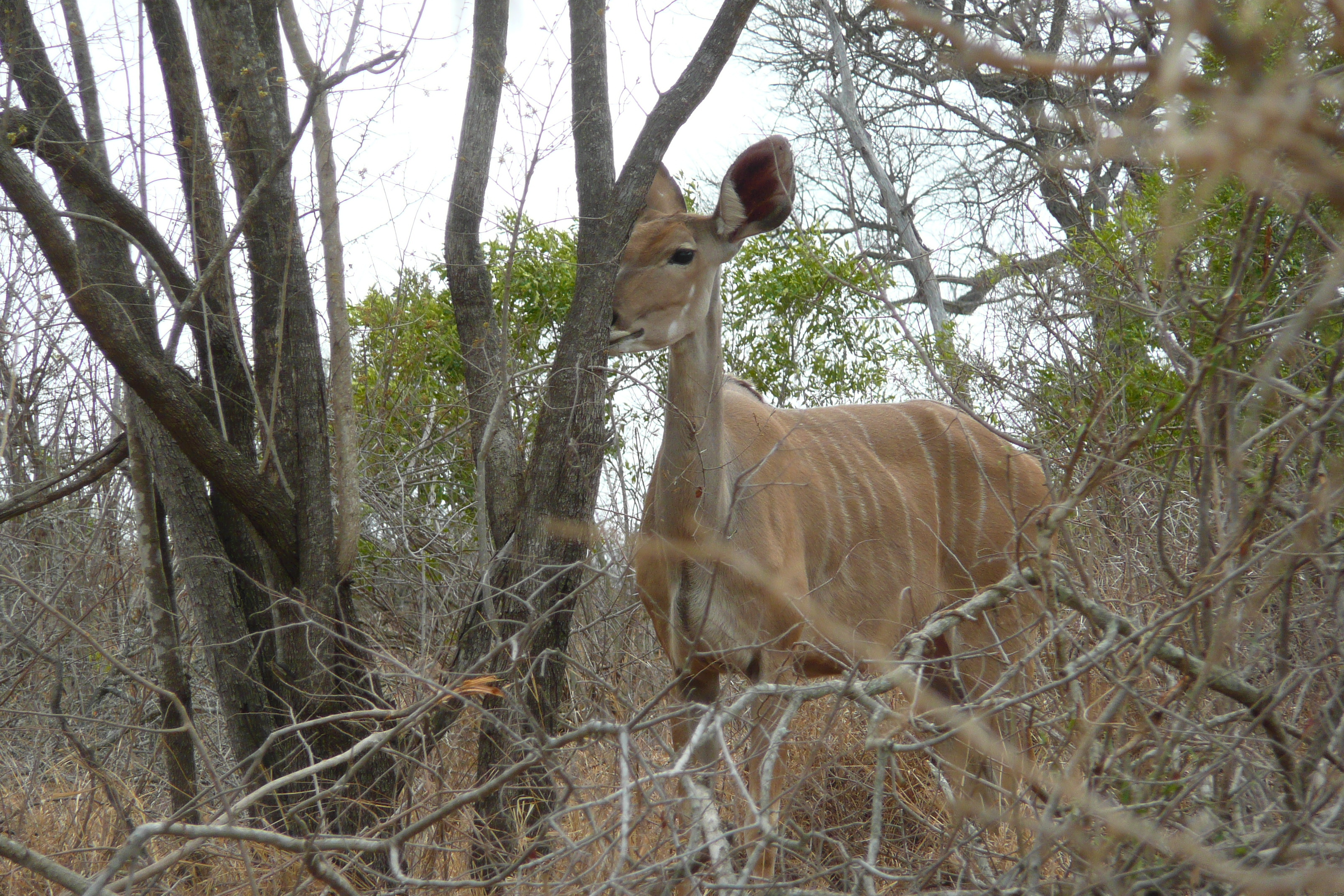 Picture South Africa Kruger National Park Crocodile River road 2008-09 47 - Around Crocodile River road