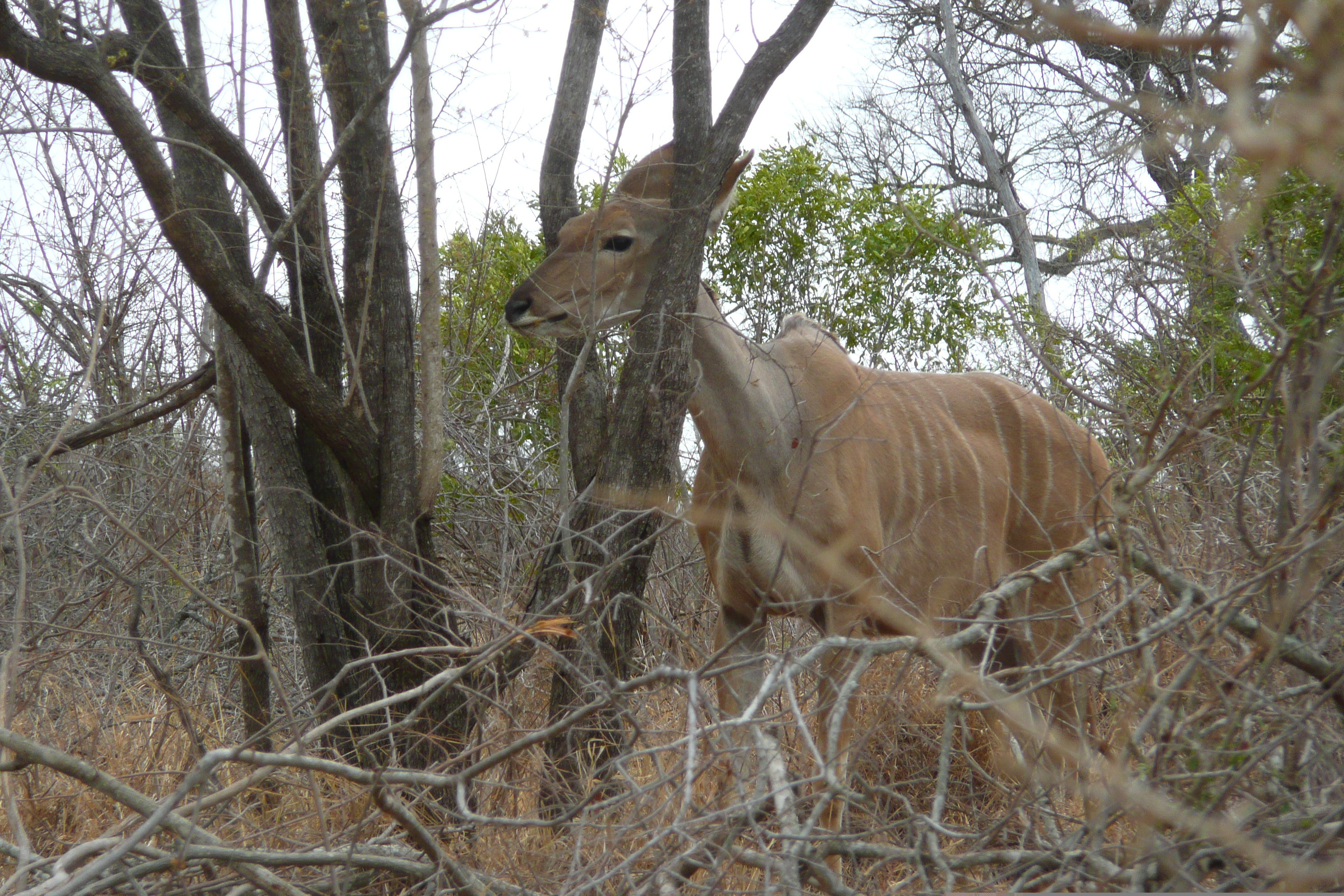 Picture South Africa Kruger National Park Crocodile River road 2008-09 55 - Tour Crocodile River road