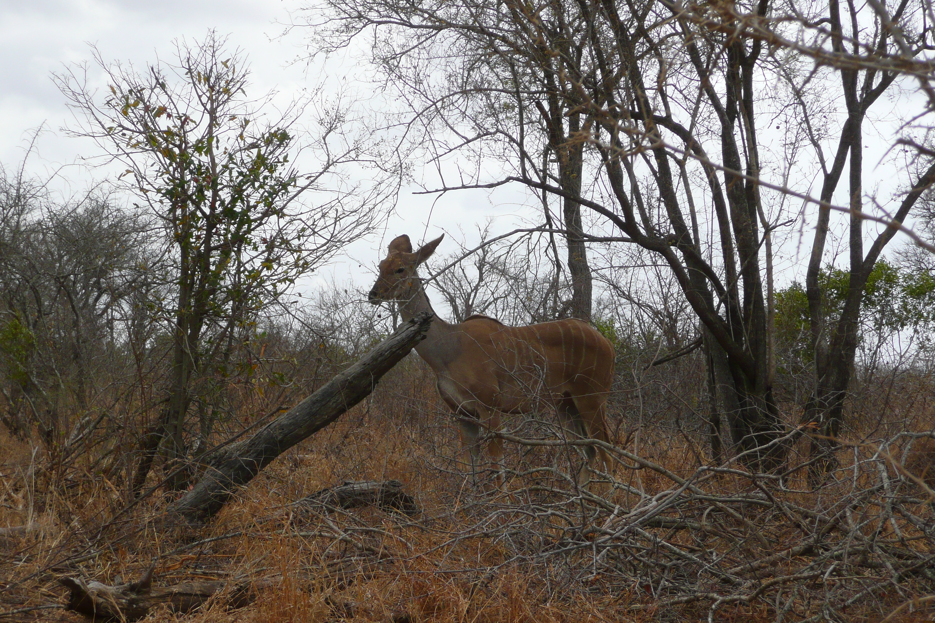 Picture South Africa Kruger National Park Crocodile River road 2008-09 21 - Recreation Crocodile River road