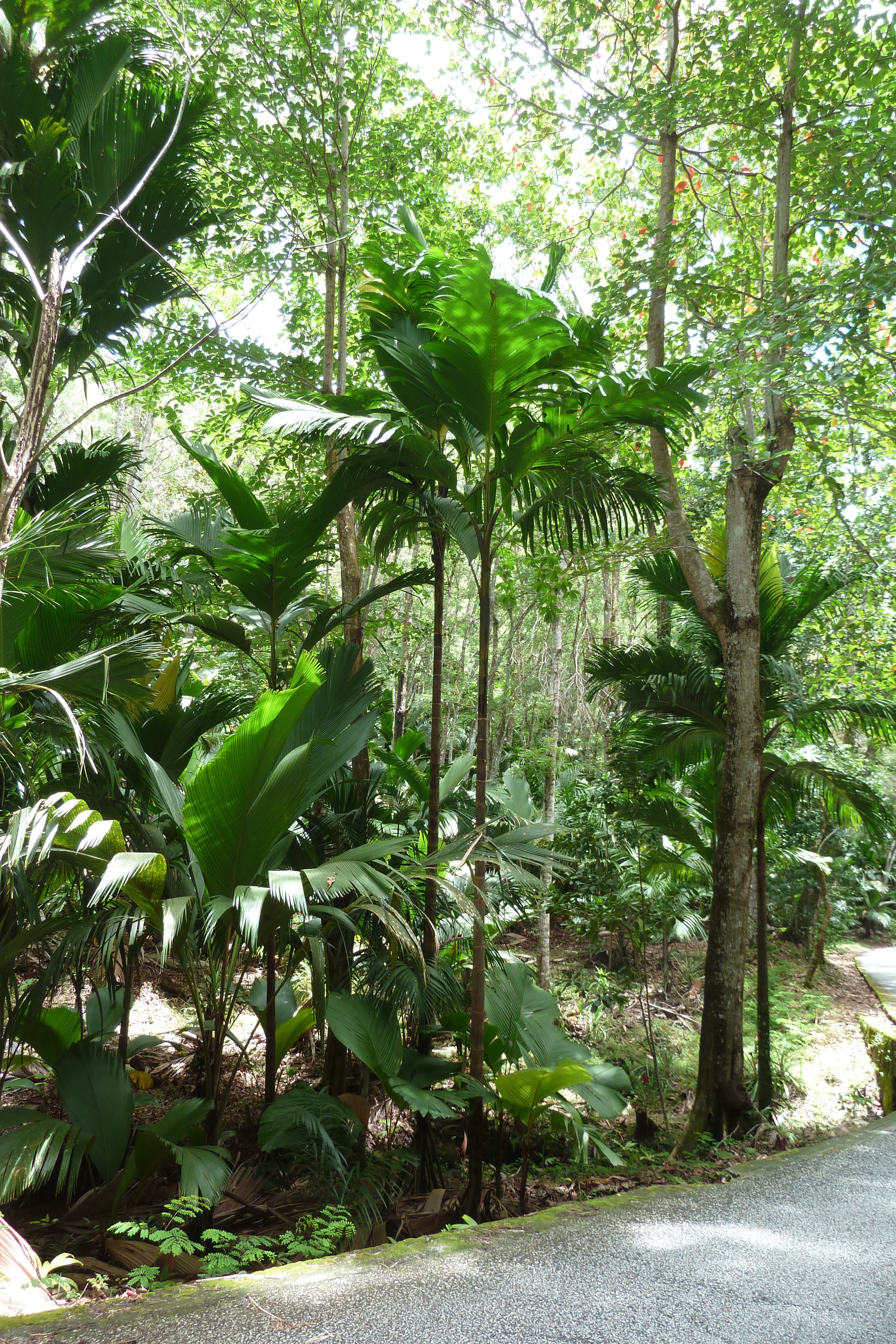 Picture Seychelles Vallee de Mai 2011-10 34 - Journey Vallee de Mai