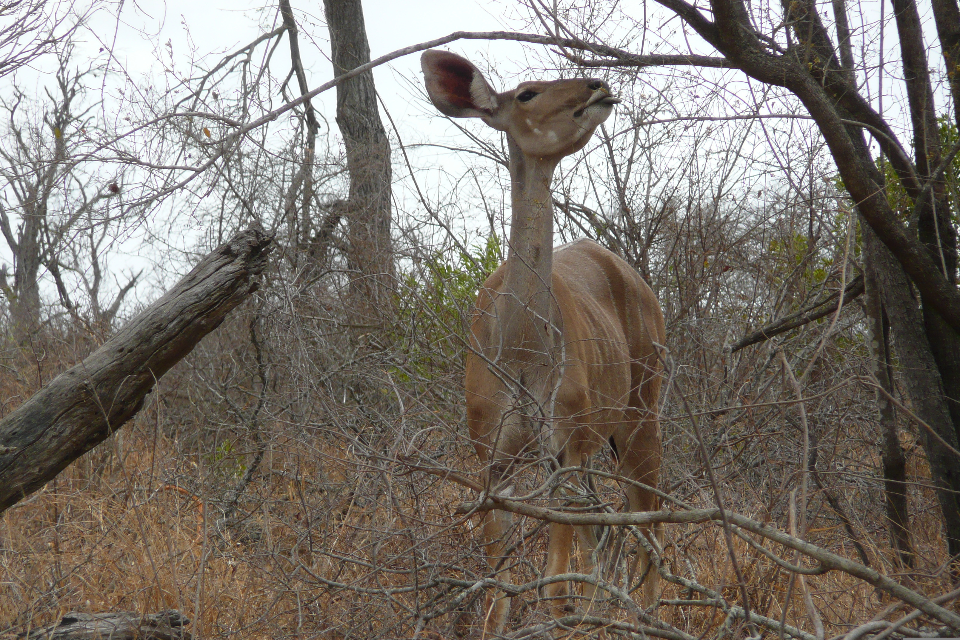 Picture South Africa Kruger National Park Crocodile River road 2008-09 26 - Around Crocodile River road