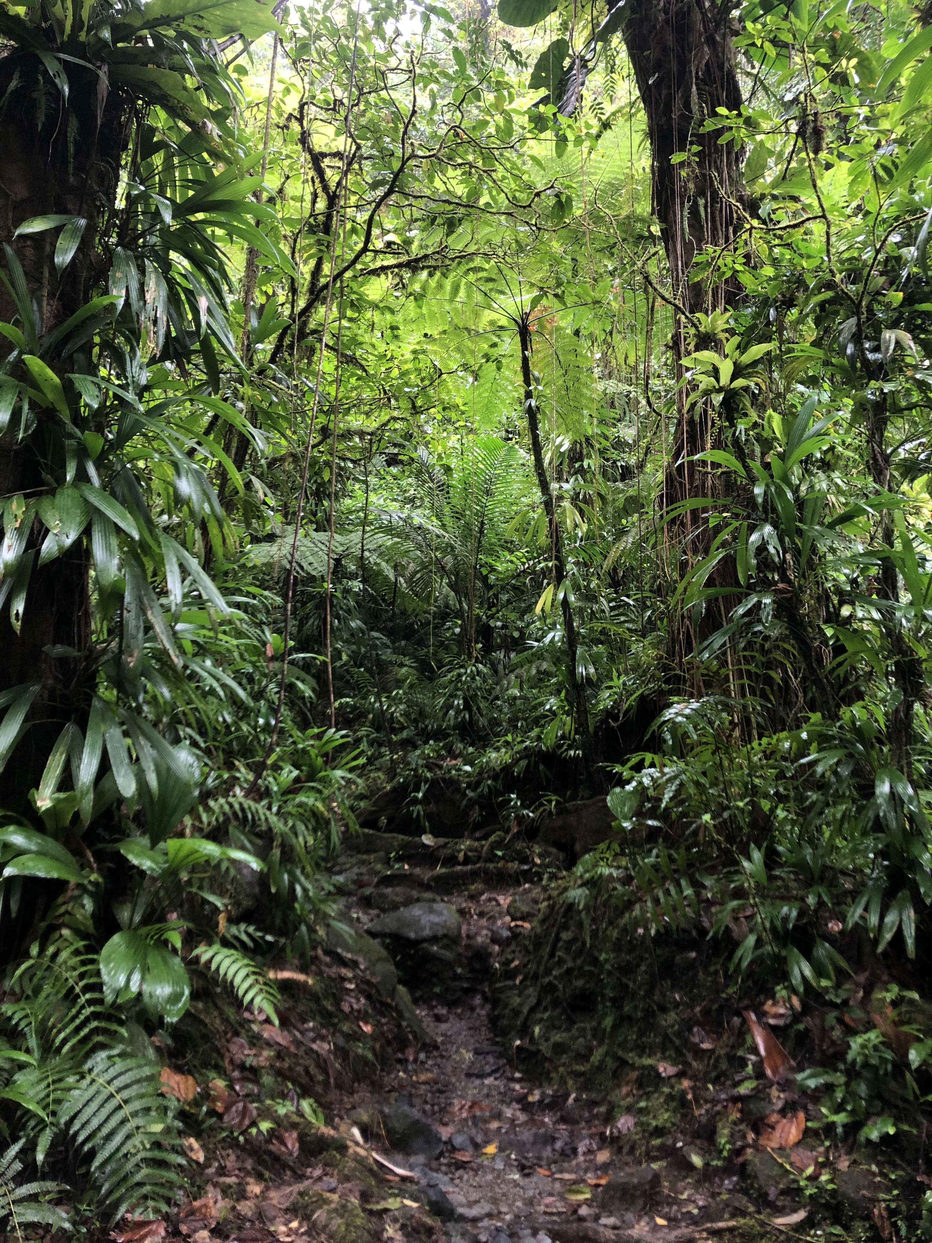 Picture Guadeloupe Carbet Falls 2021-02 5 - Recreation Carbet Falls