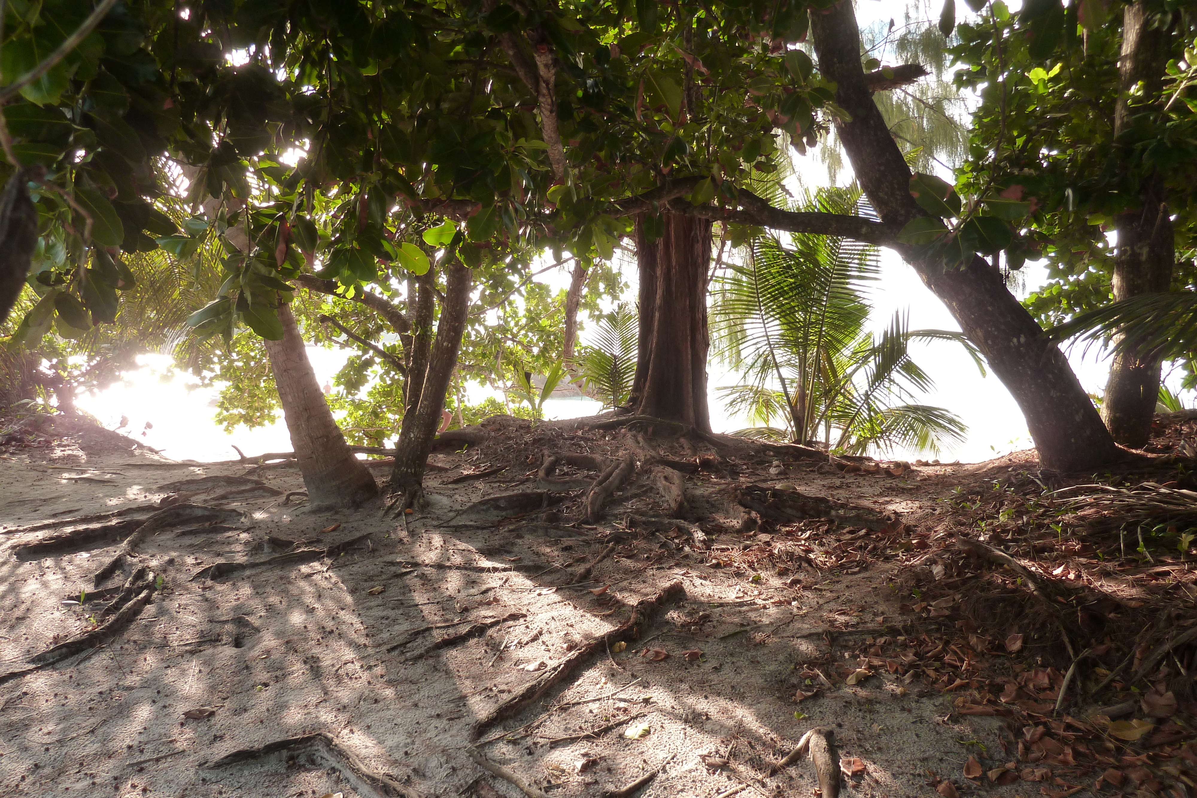 Picture Seychelles Anse Lazio 2011-10 70 - Discovery Anse Lazio