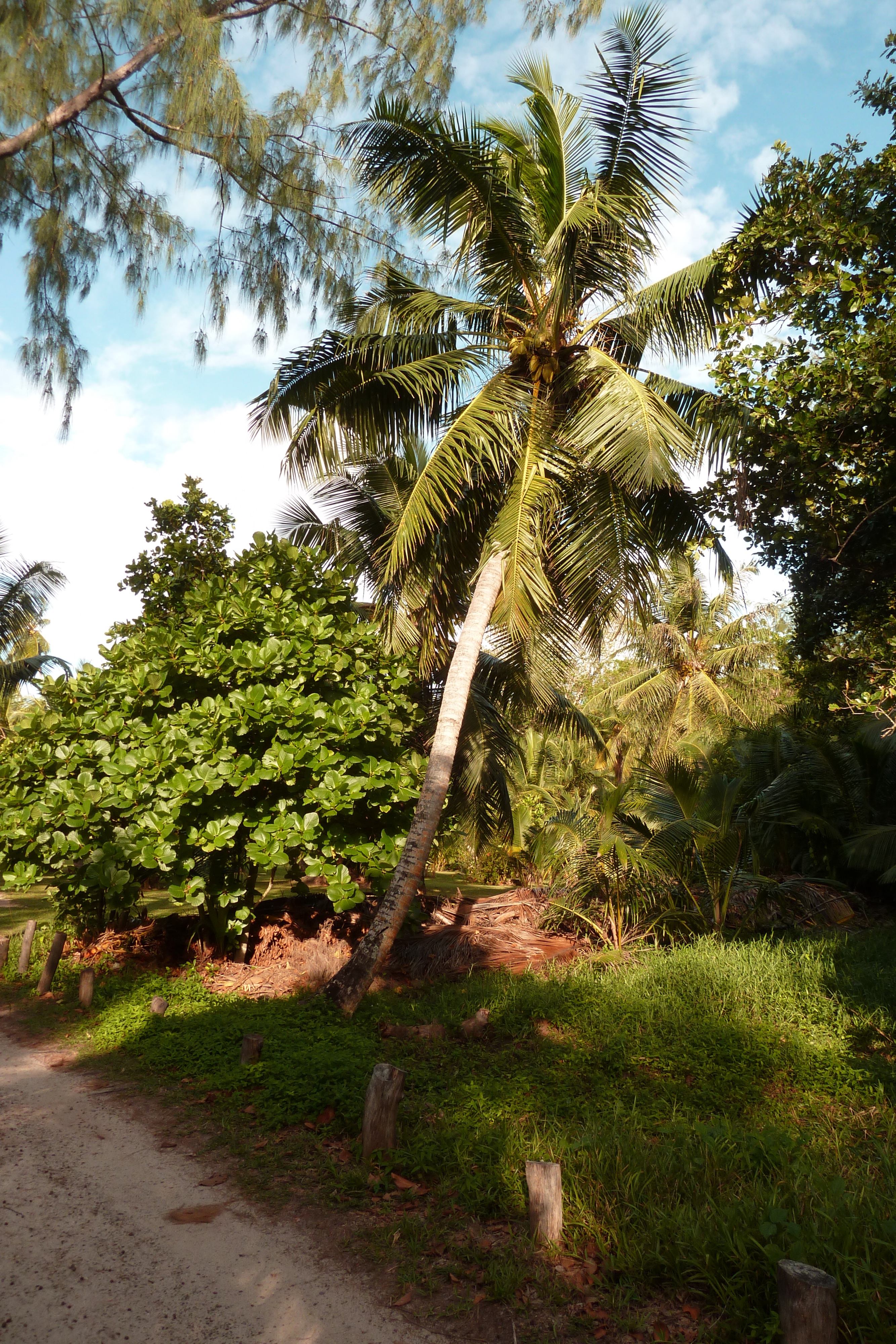 Picture Seychelles Anse Lazio 2011-10 57 - Around Anse Lazio