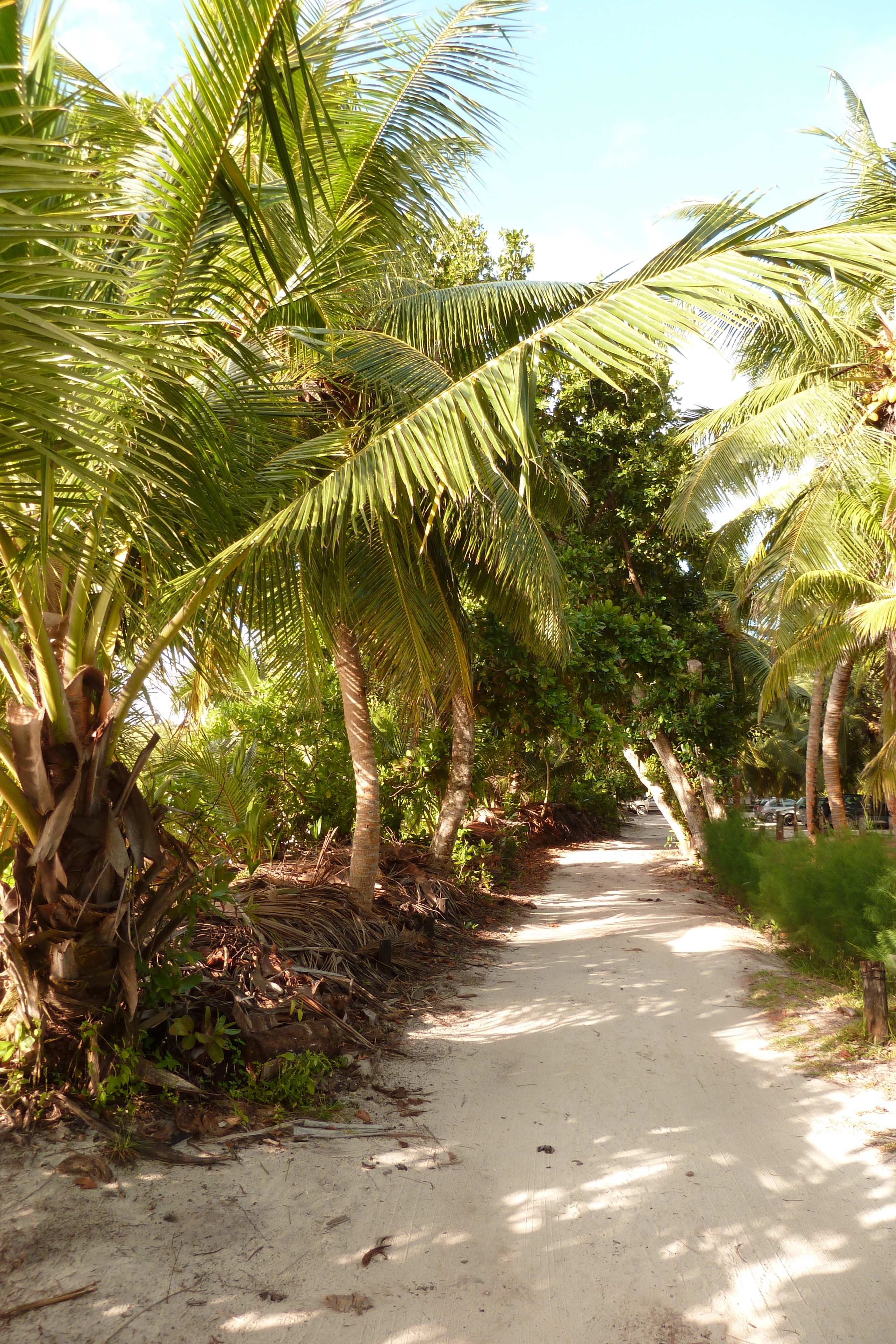 Picture Seychelles Anse Lazio 2011-10 36 - Around Anse Lazio