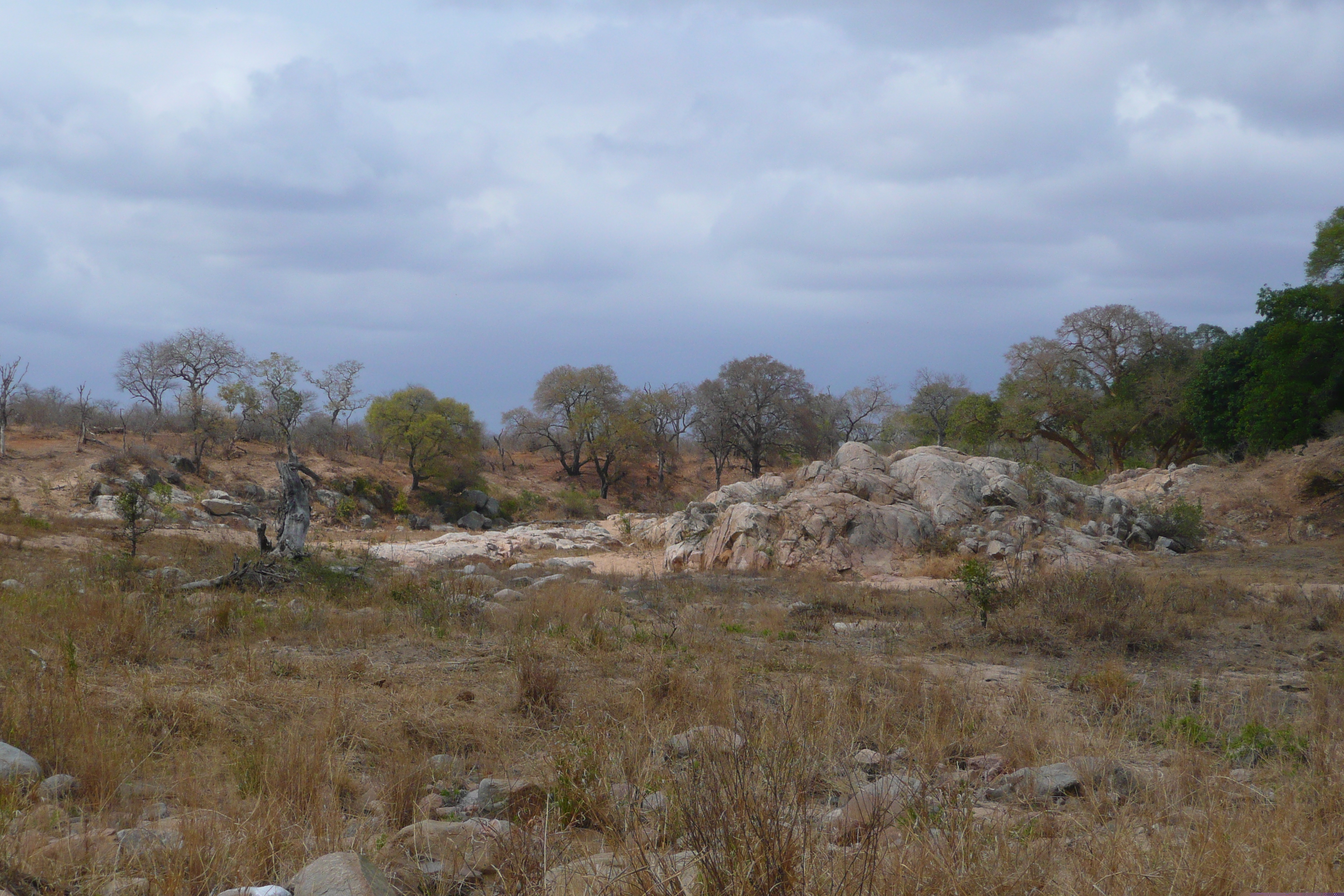 Picture South Africa Kruger National Park Crocodile River road 2008-09 64 - Tours Crocodile River road