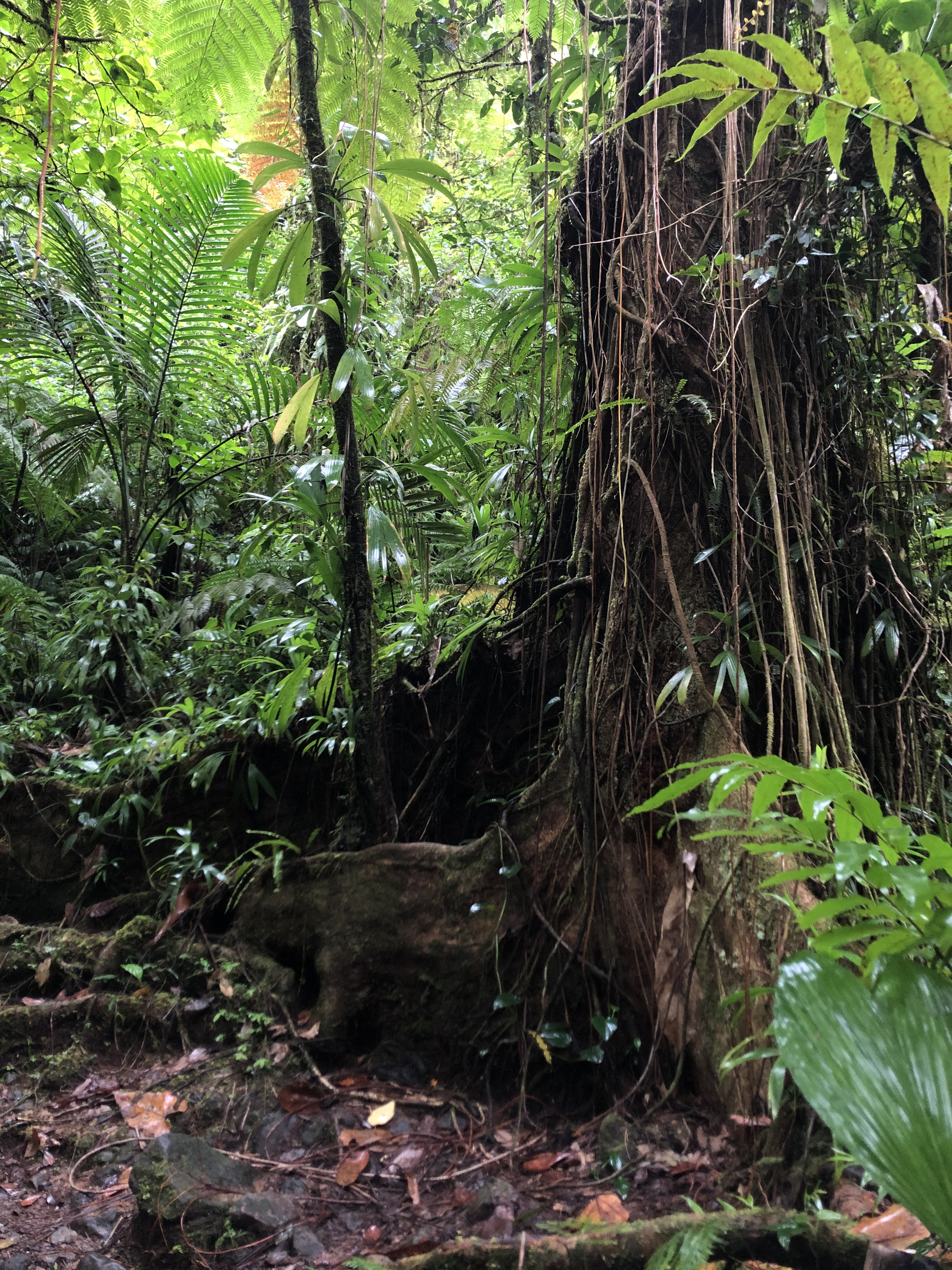 Picture Guadeloupe Carbet Falls 2021-02 11 - Journey Carbet Falls