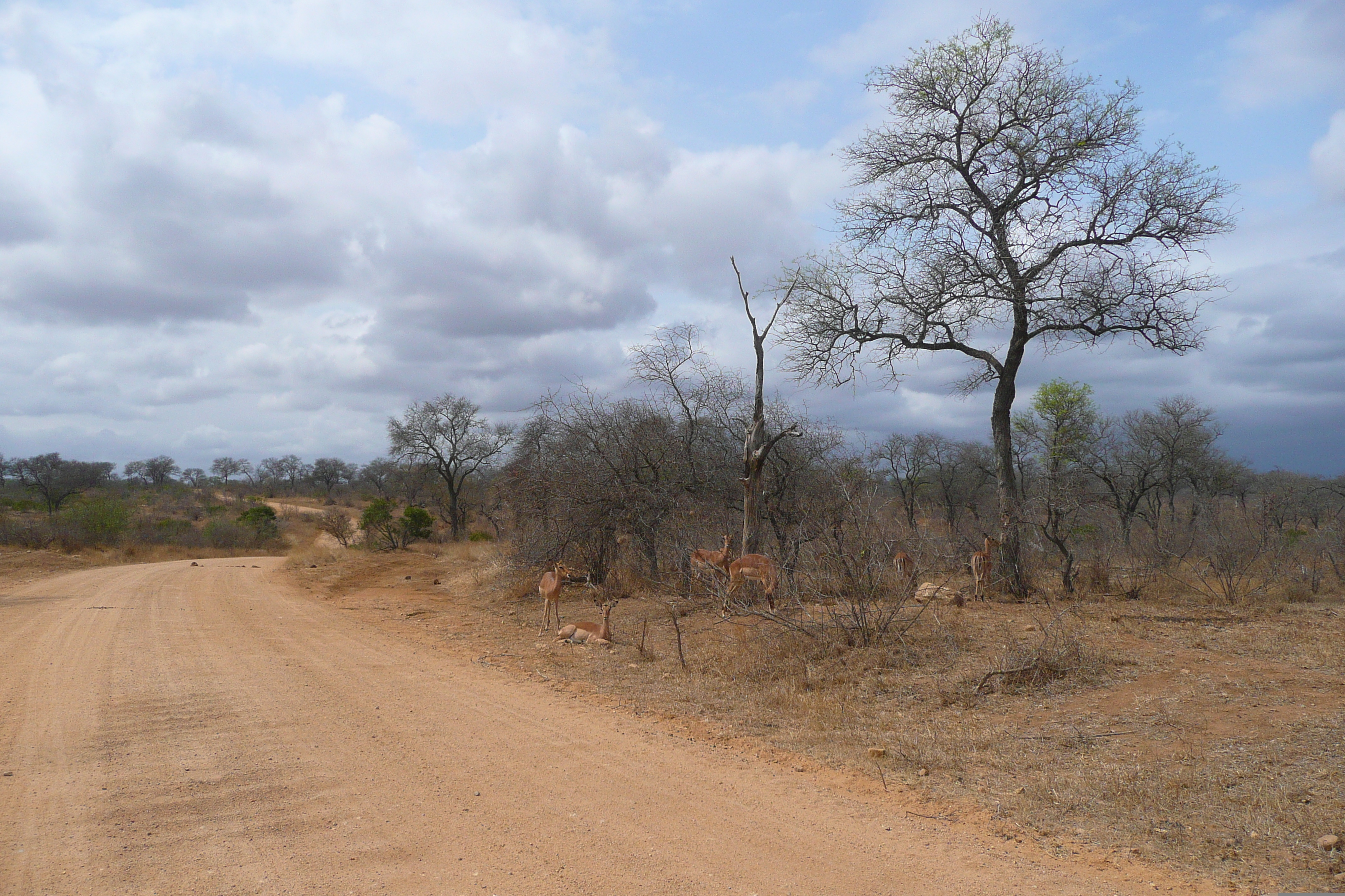 Picture South Africa Kruger National Park Crocodile River road 2008-09 14 - Center Crocodile River road