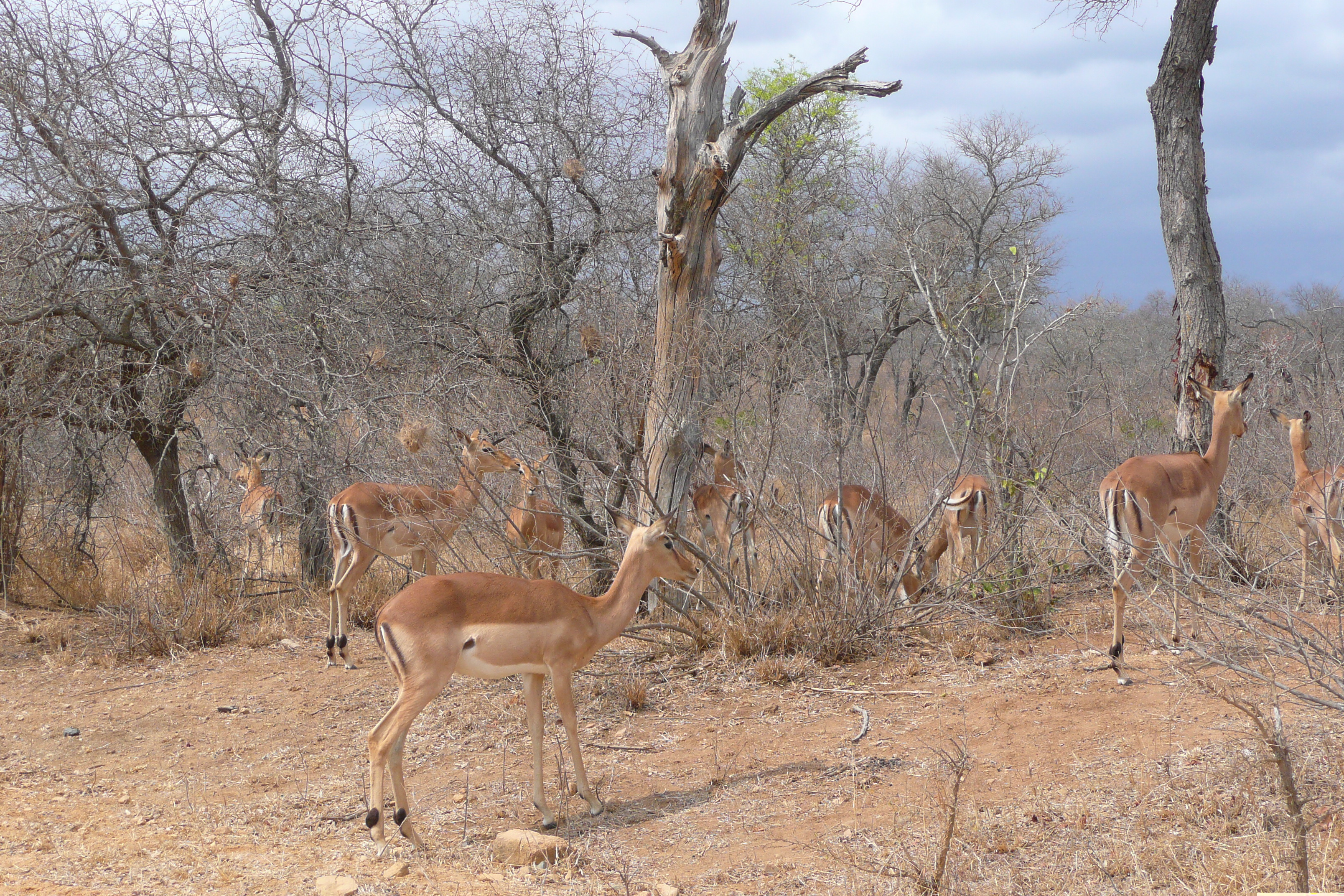 Picture South Africa Kruger National Park Crocodile River road 2008-09 20 - Journey Crocodile River road