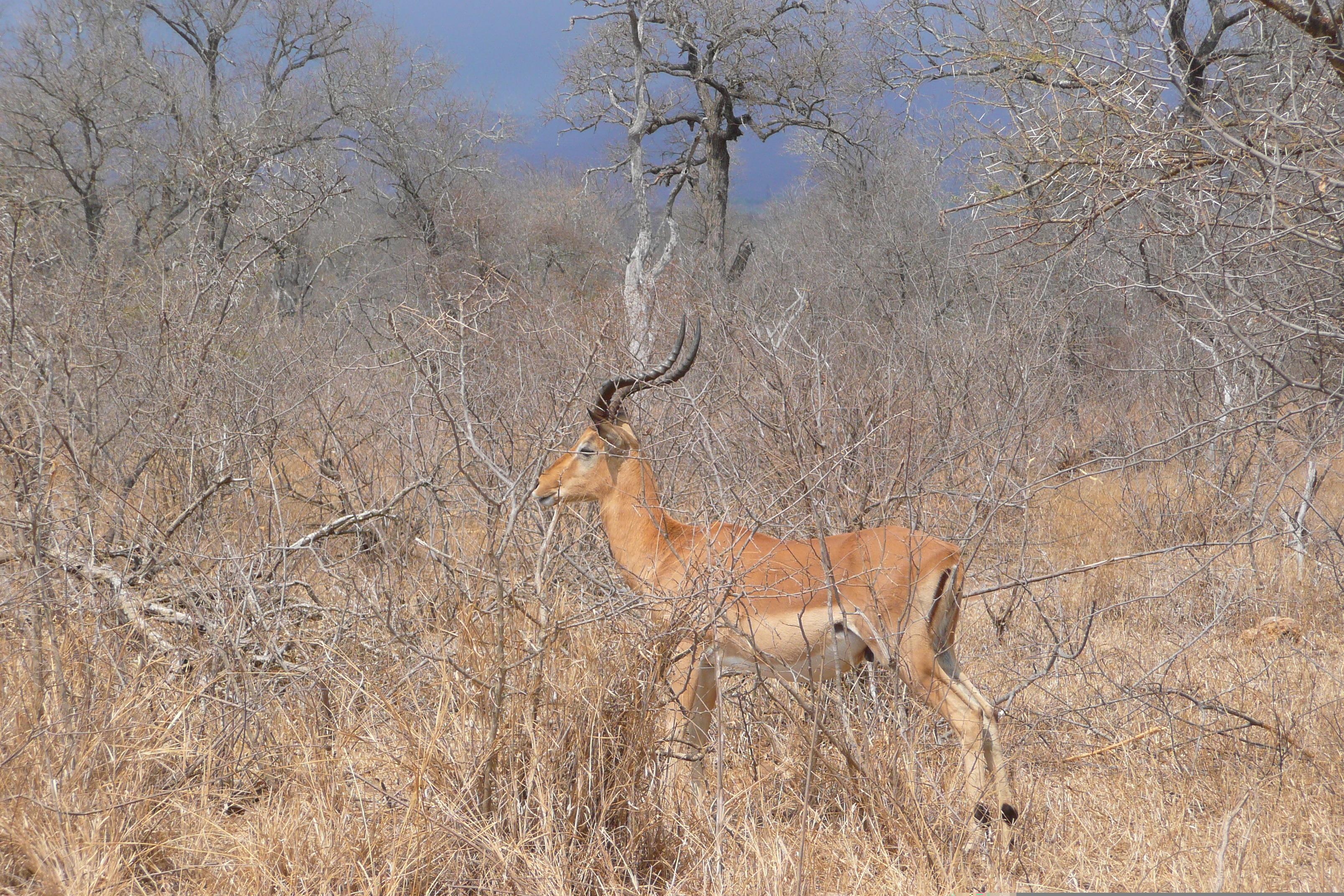 Picture South Africa Kruger National Park Crocodile River road 2008-09 0 - Tours Crocodile River road