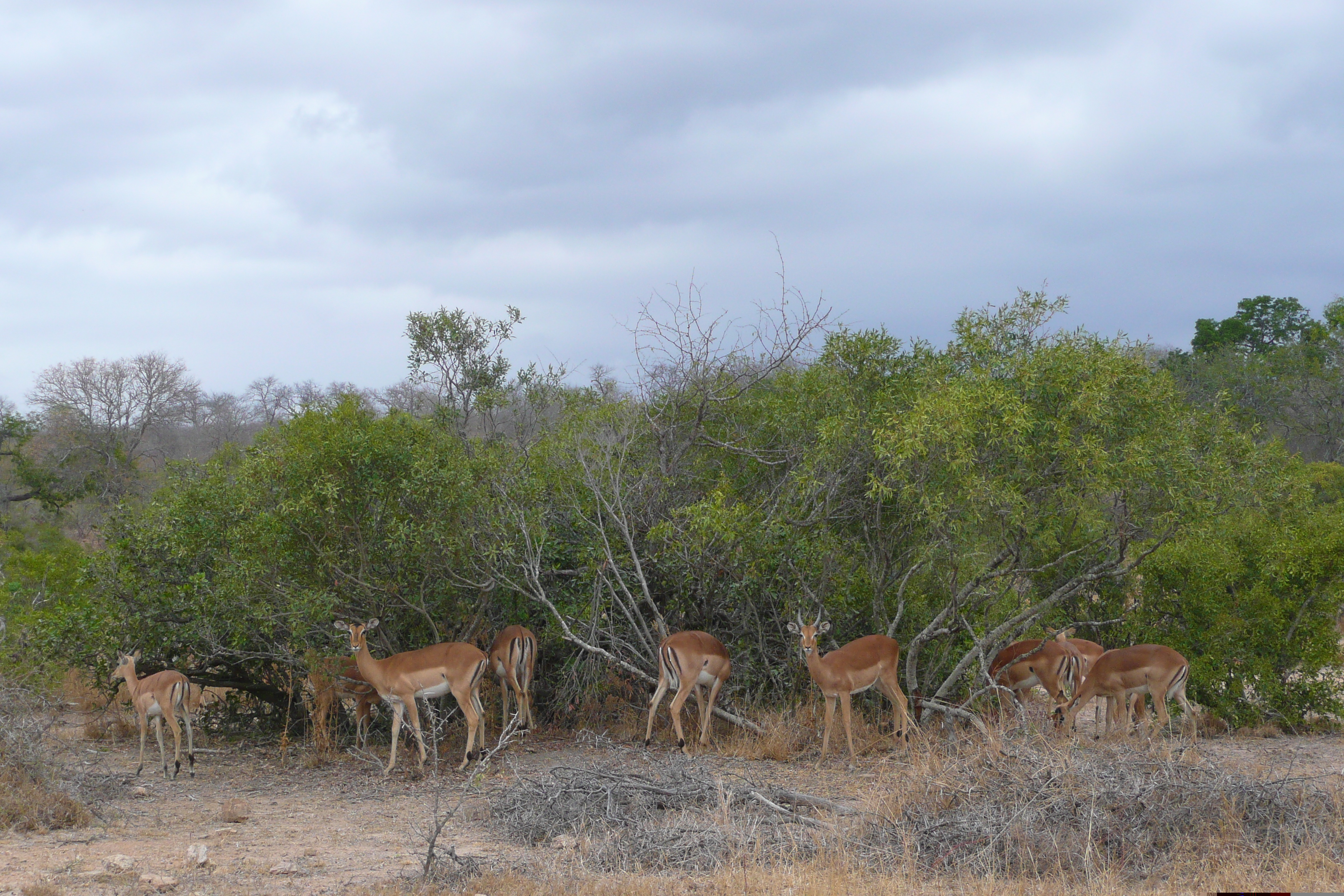 Picture South Africa Kruger National Park Crocodile River road 2008-09 60 - History Crocodile River road