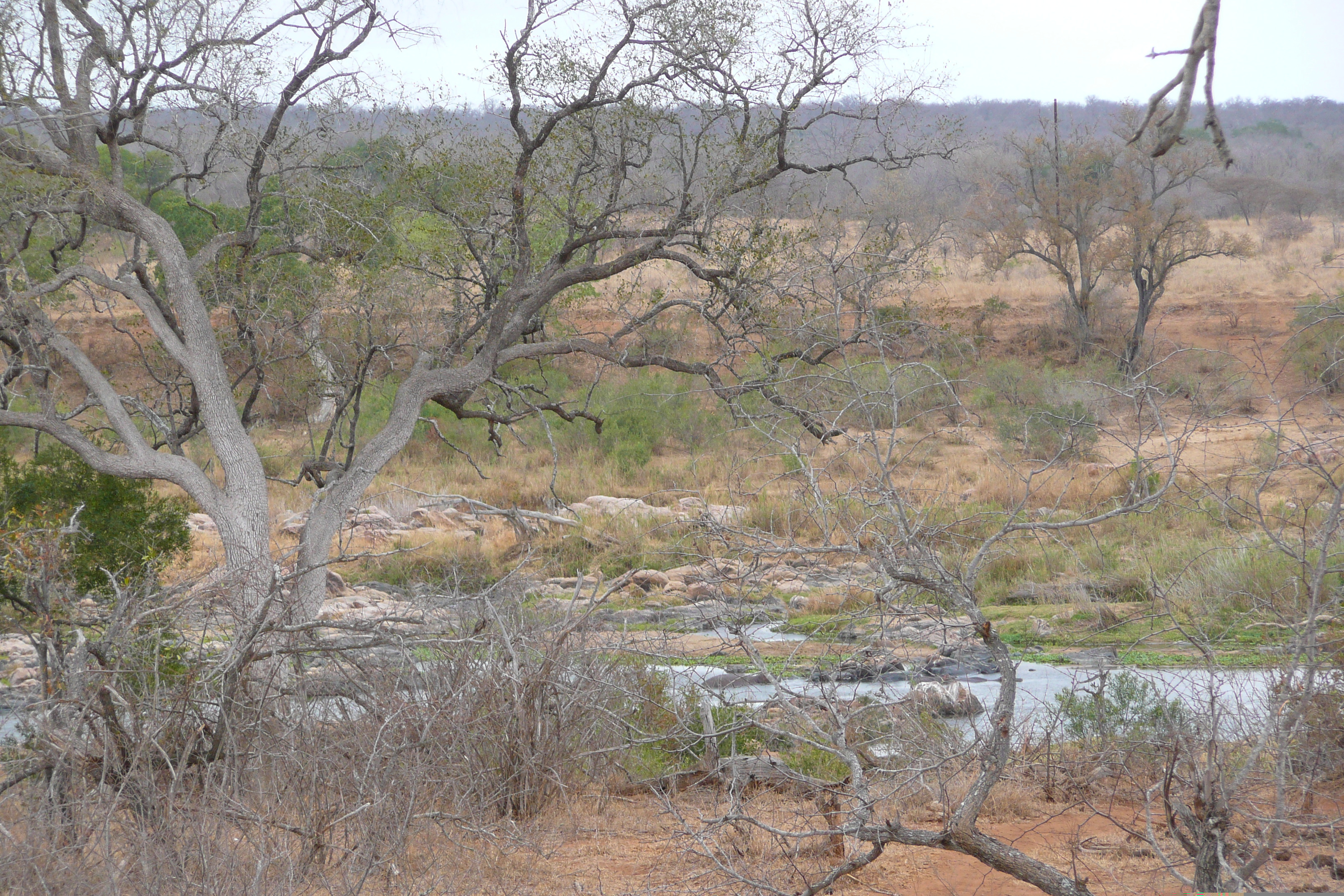 Picture South Africa Kruger National Park Crocodile River 2008-09 67 - Around Crocodile River