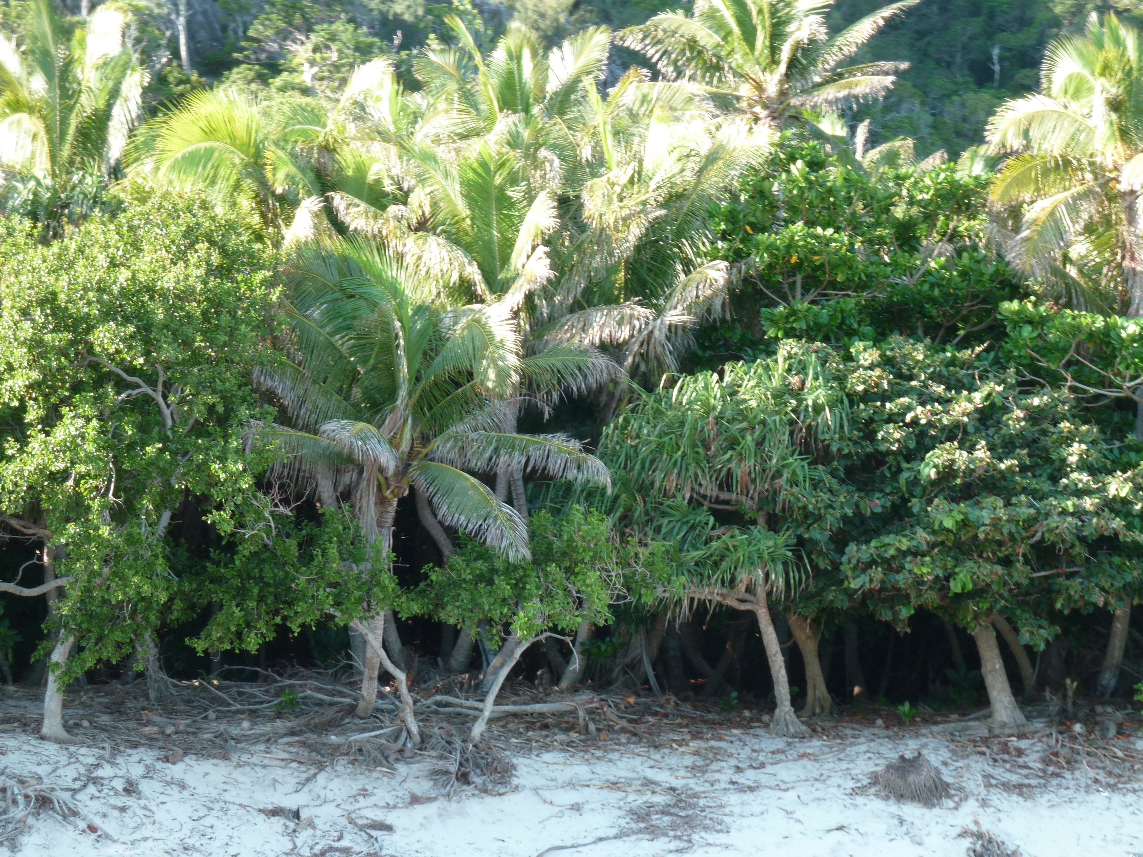 Picture Fiji Castaway Island 2010-05 203 - Tour Castaway Island