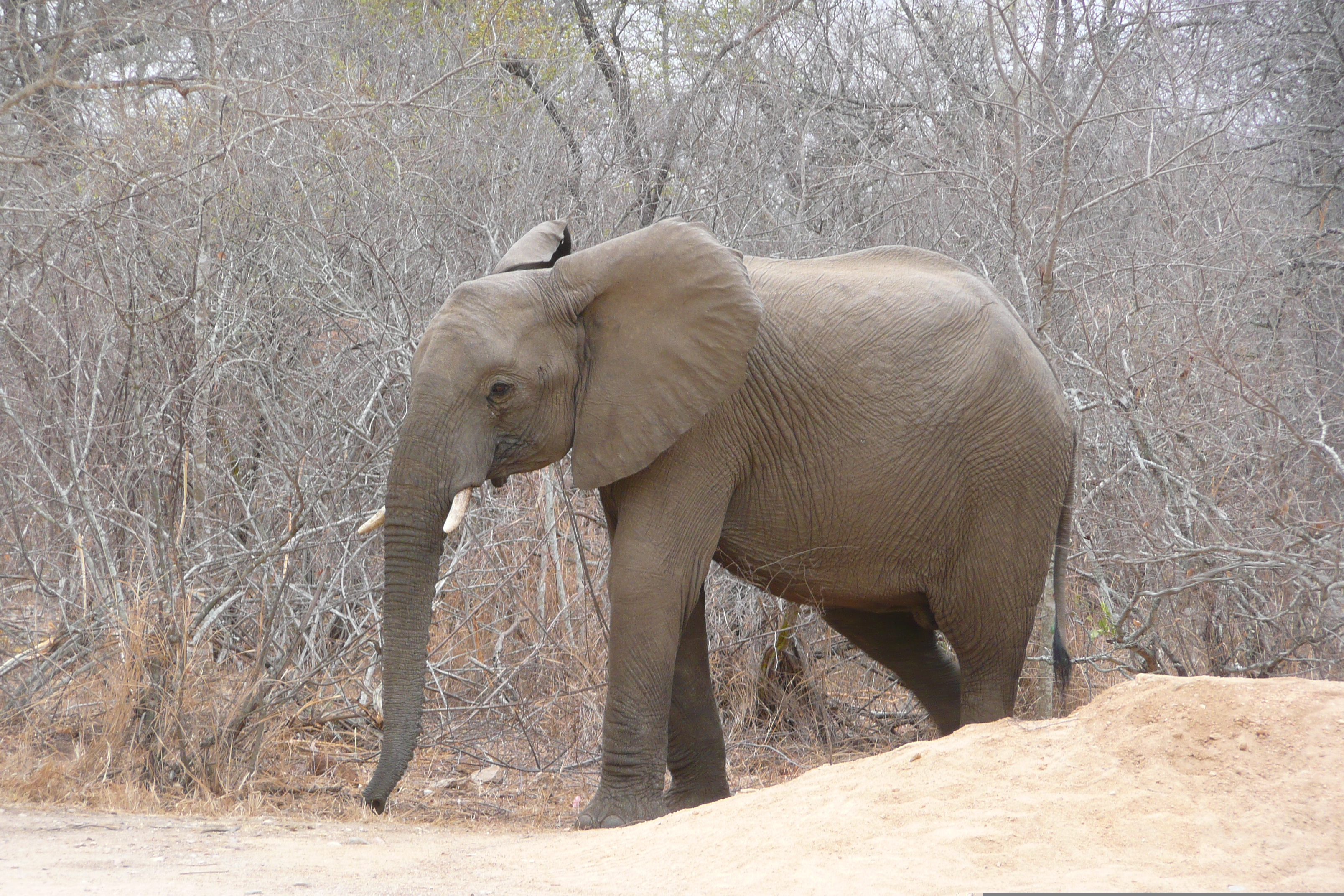 Picture South Africa Kruger National Park Sable River 2008-09 0 - History Sable River