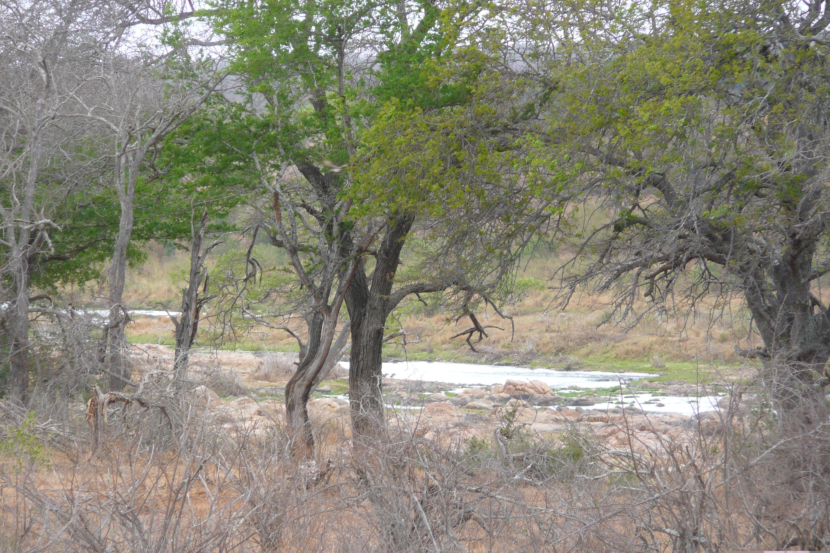 Picture South Africa Kruger National Park Crocodile River 2008-09 11 - Discovery Crocodile River