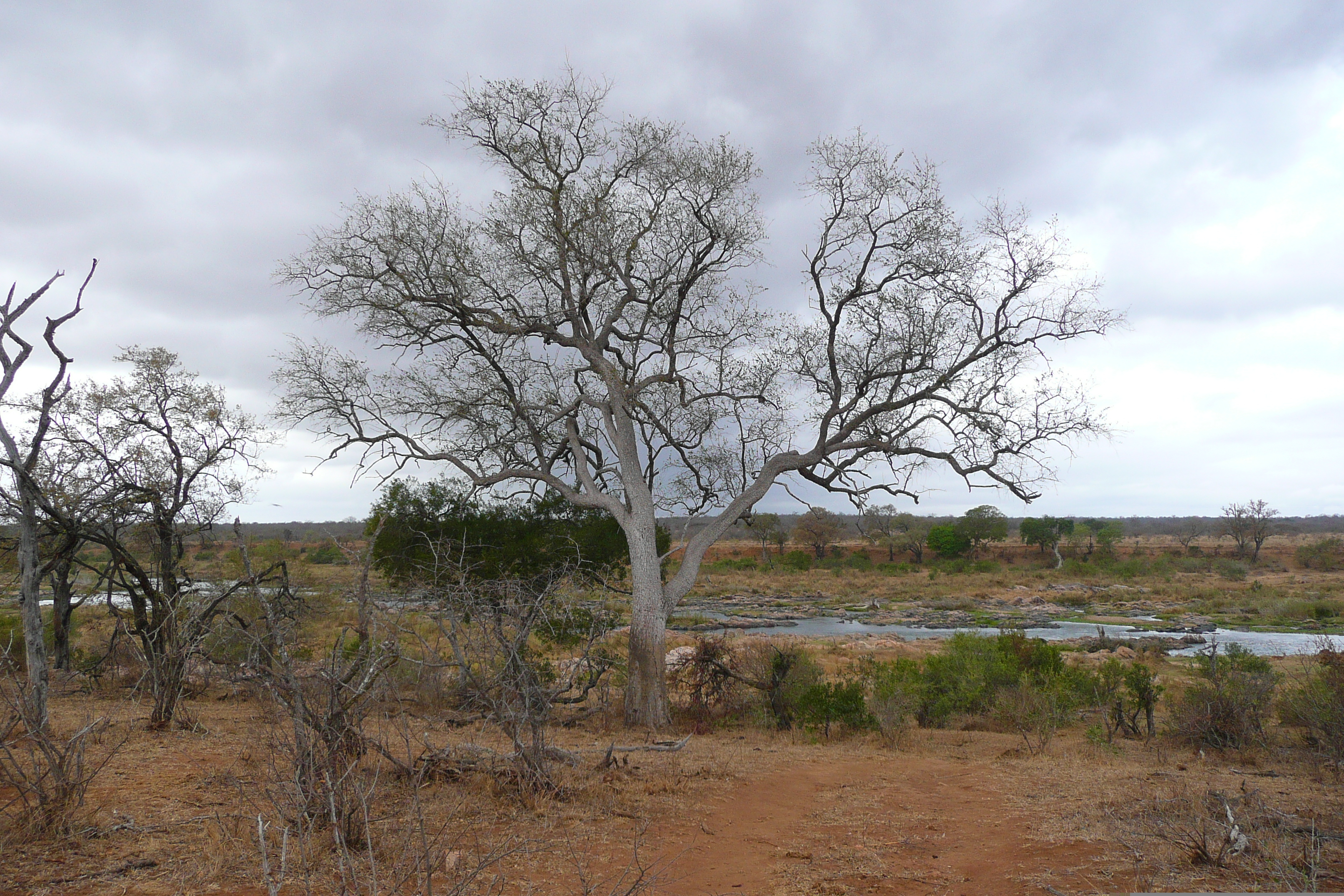 Picture South Africa Kruger National Park Crocodile River 2008-09 15 - Around Crocodile River