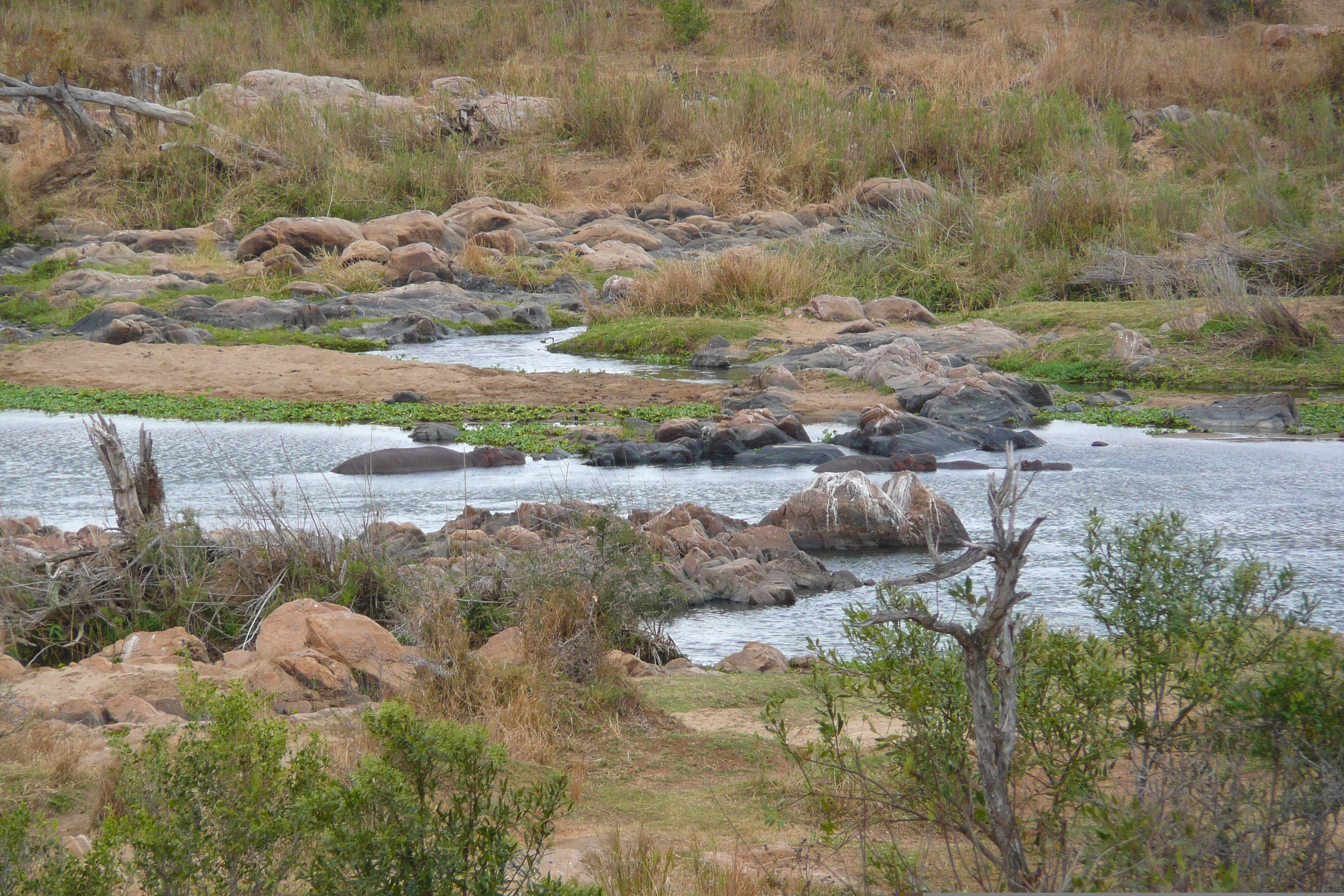 Picture South Africa Kruger National Park Crocodile River 2008-09 16 - Center Crocodile River