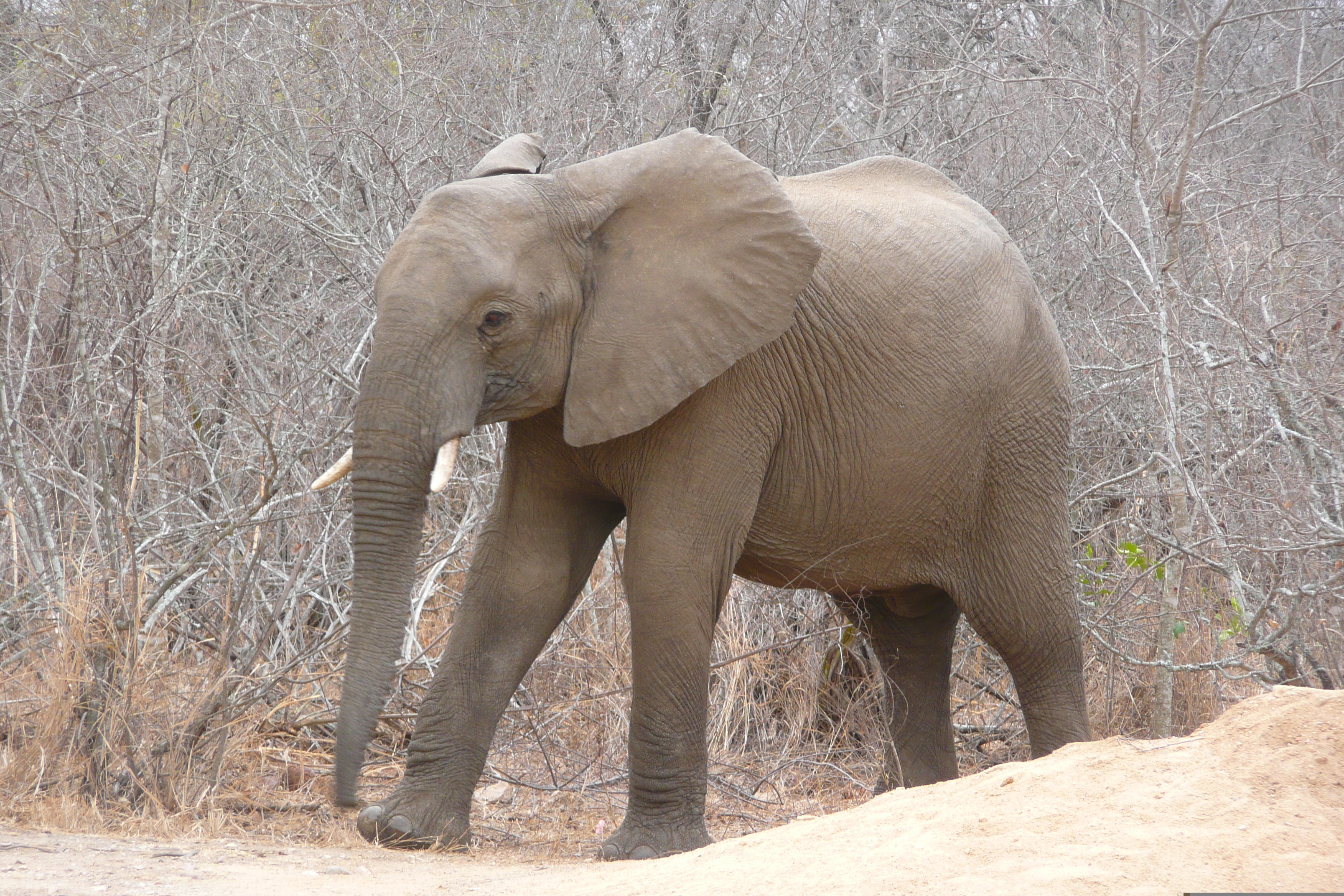 Picture South Africa Kruger National Park Sable River 2008-09 18 - Tour Sable River