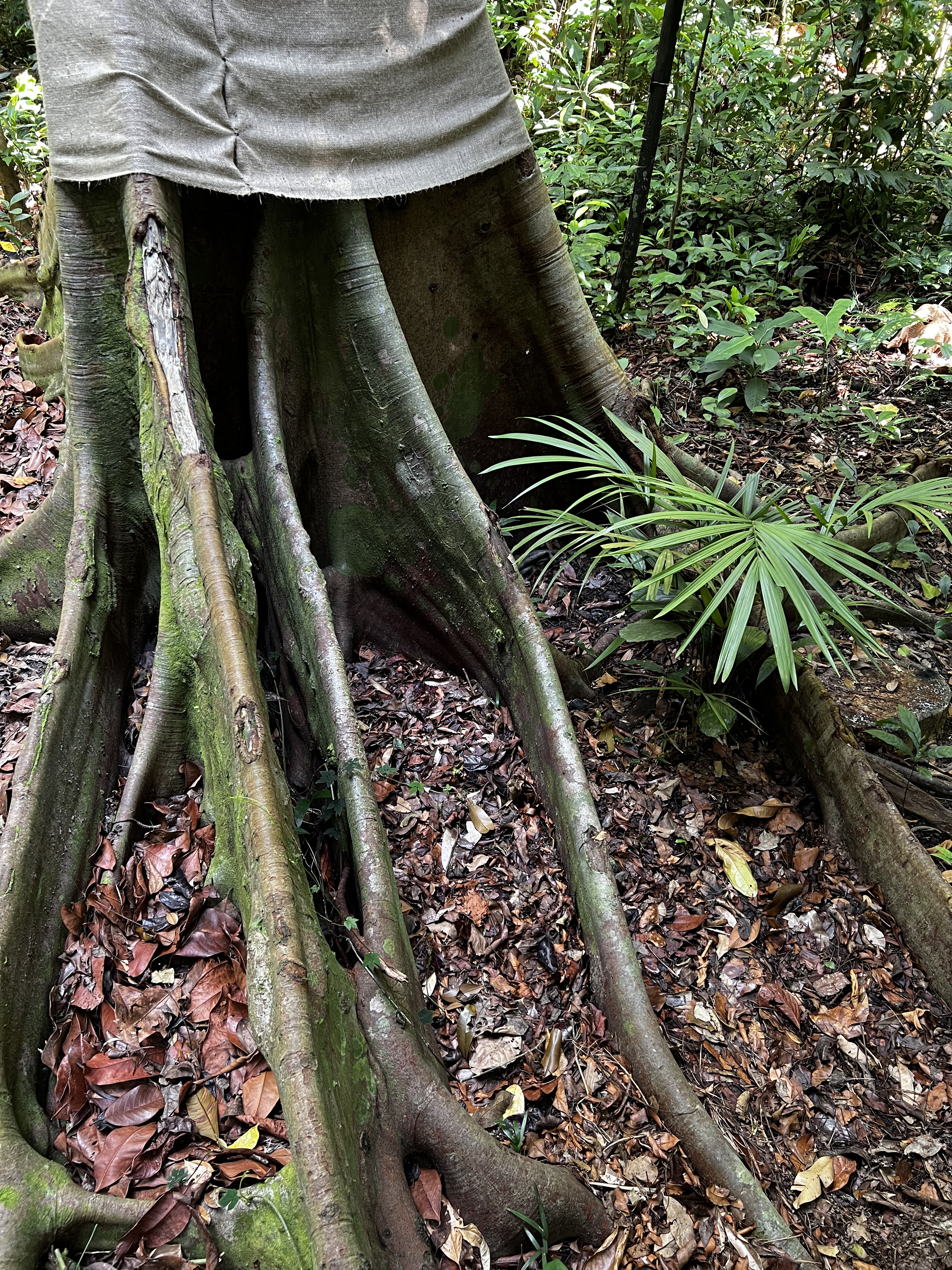 Picture Singapore Singapore Botanic Gardens 2023-01 19 - History Singapore Botanic Gardens