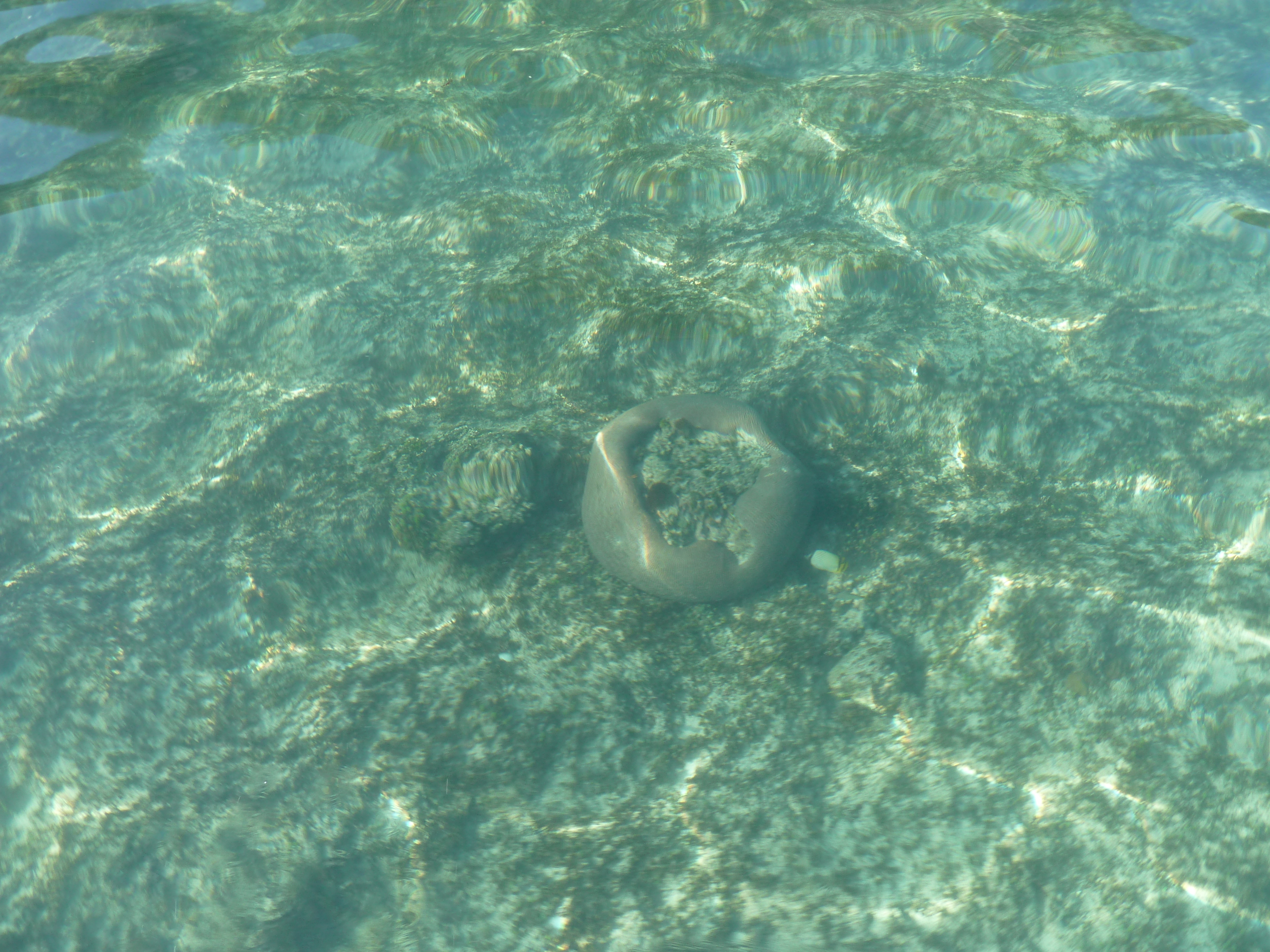 Picture Fiji Castaway Island 2010-05 33 - Discovery Castaway Island