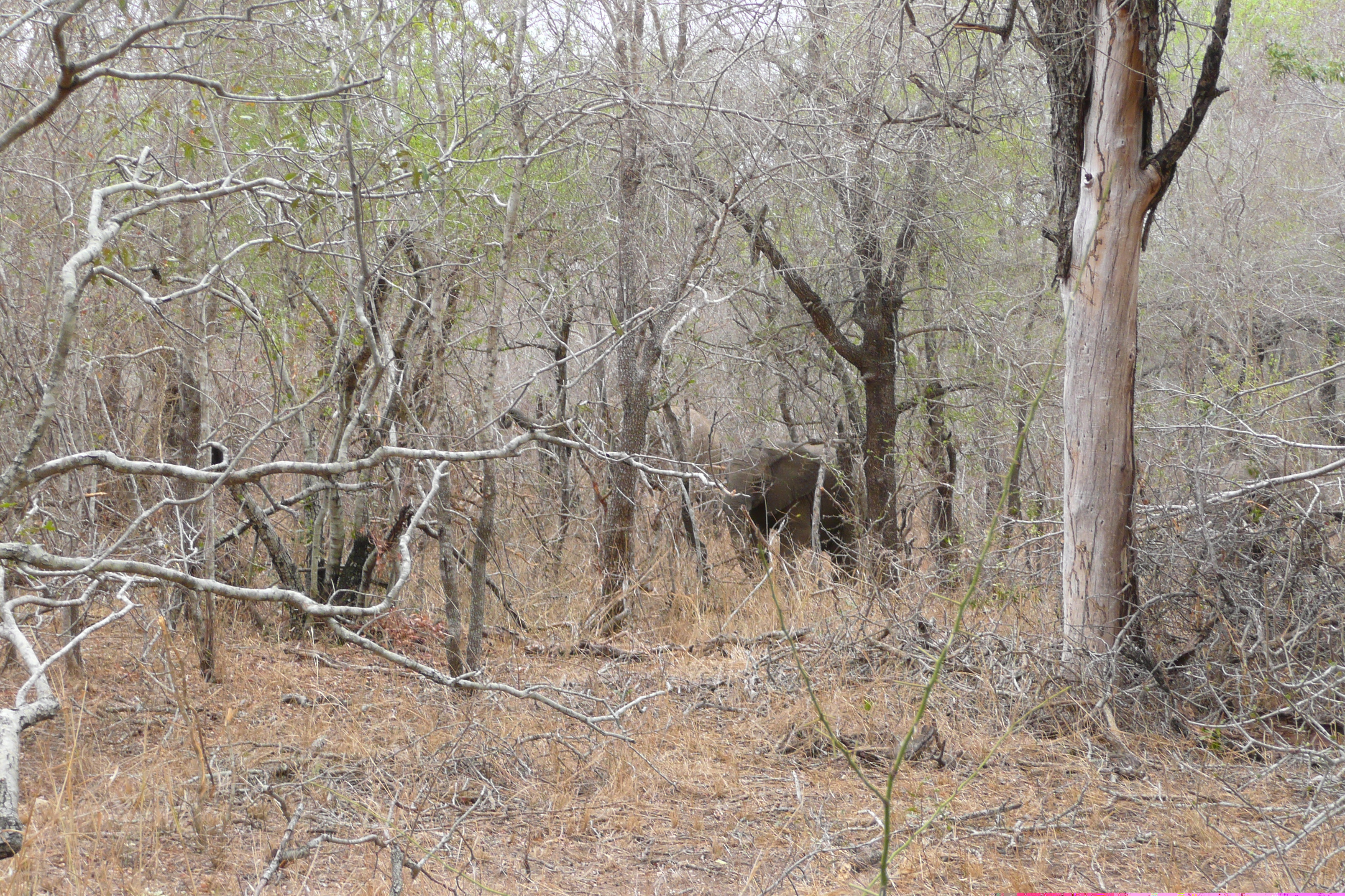 Picture South Africa Kruger National Park Sable River 2008-09 30 - Around Sable River