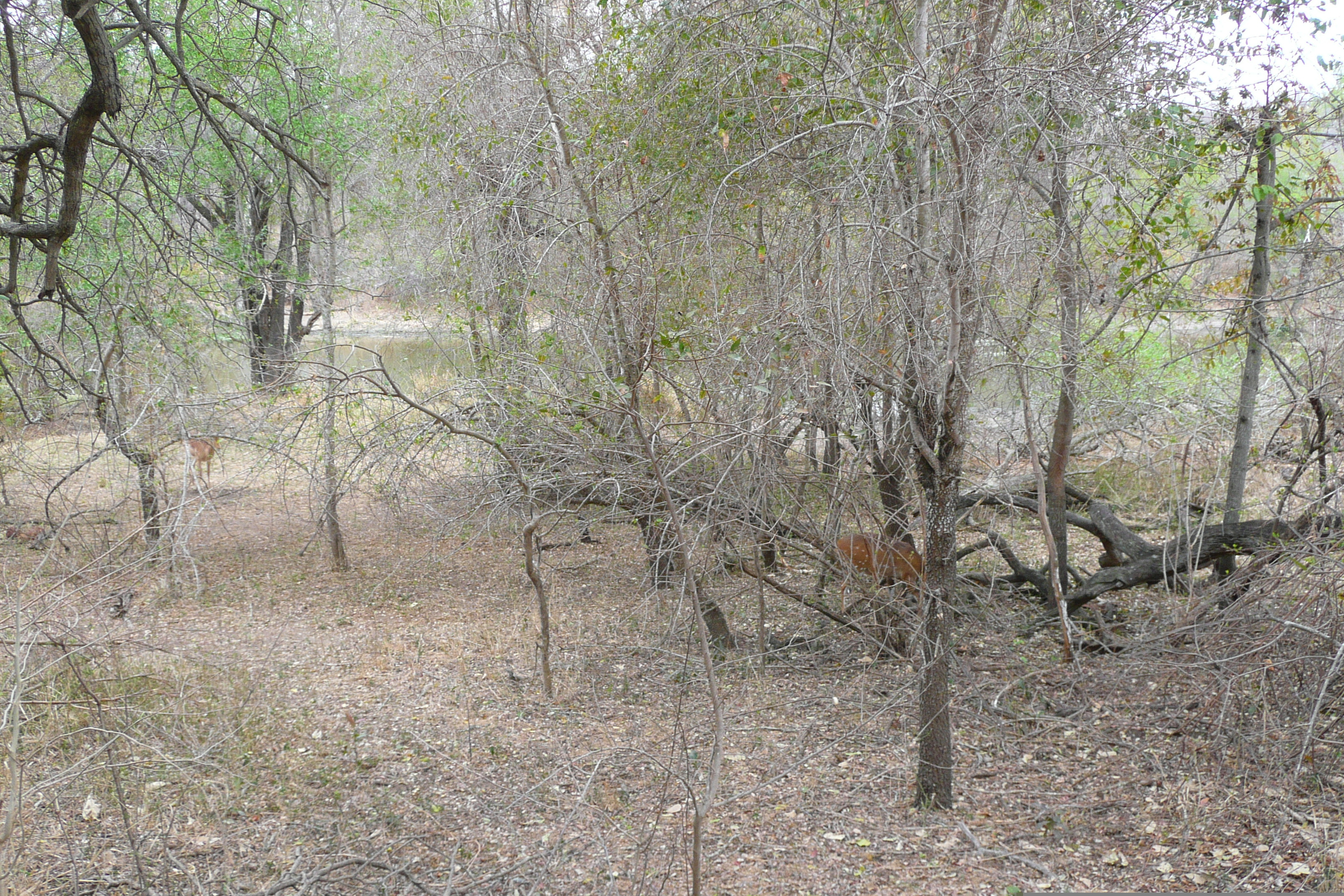 Picture South Africa Kruger National Park Sable River 2008-09 79 - Tours Sable River