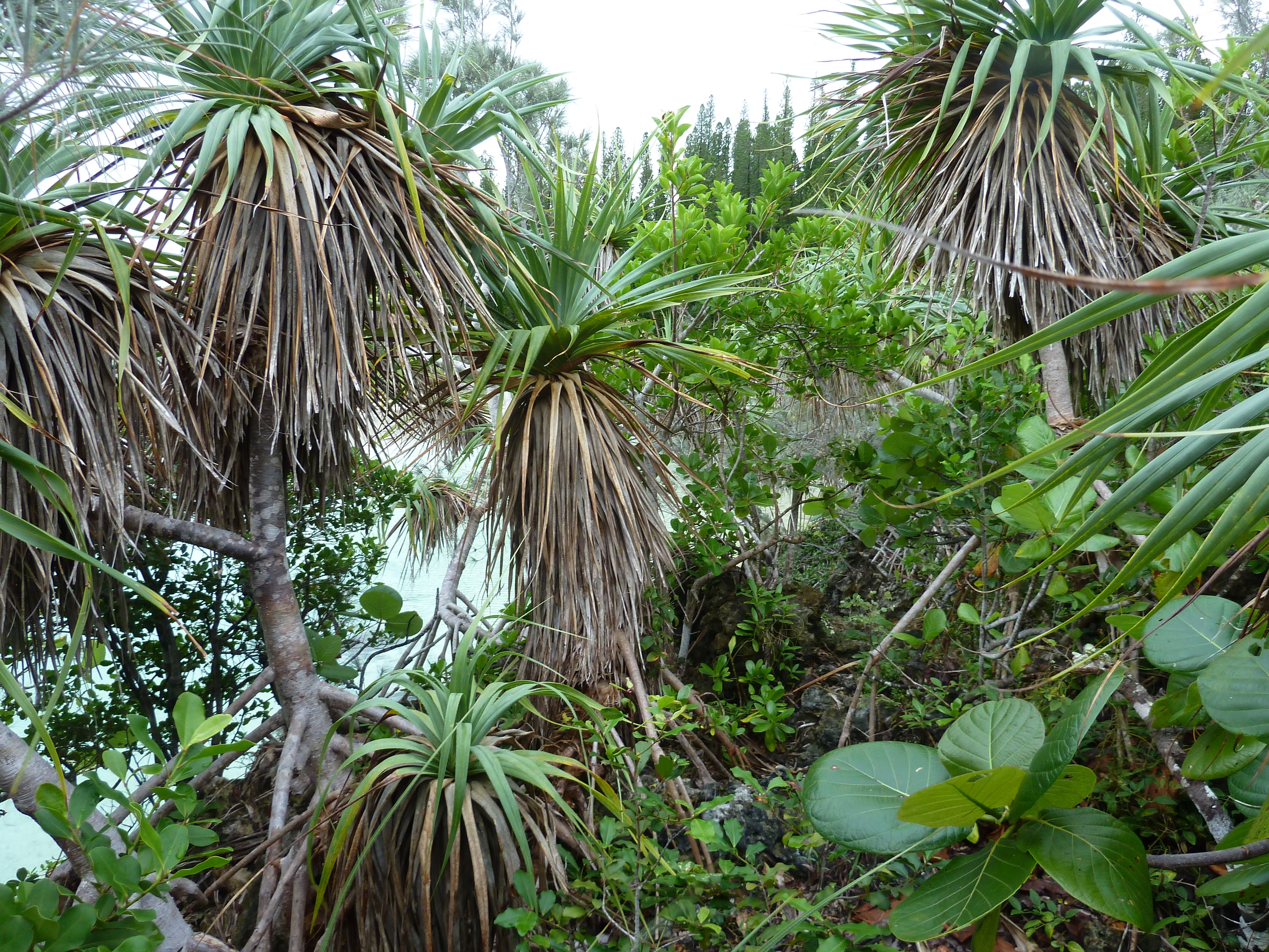 Picture New Caledonia Ile des pins Oro Bay 2010-05 52 - History Oro Bay