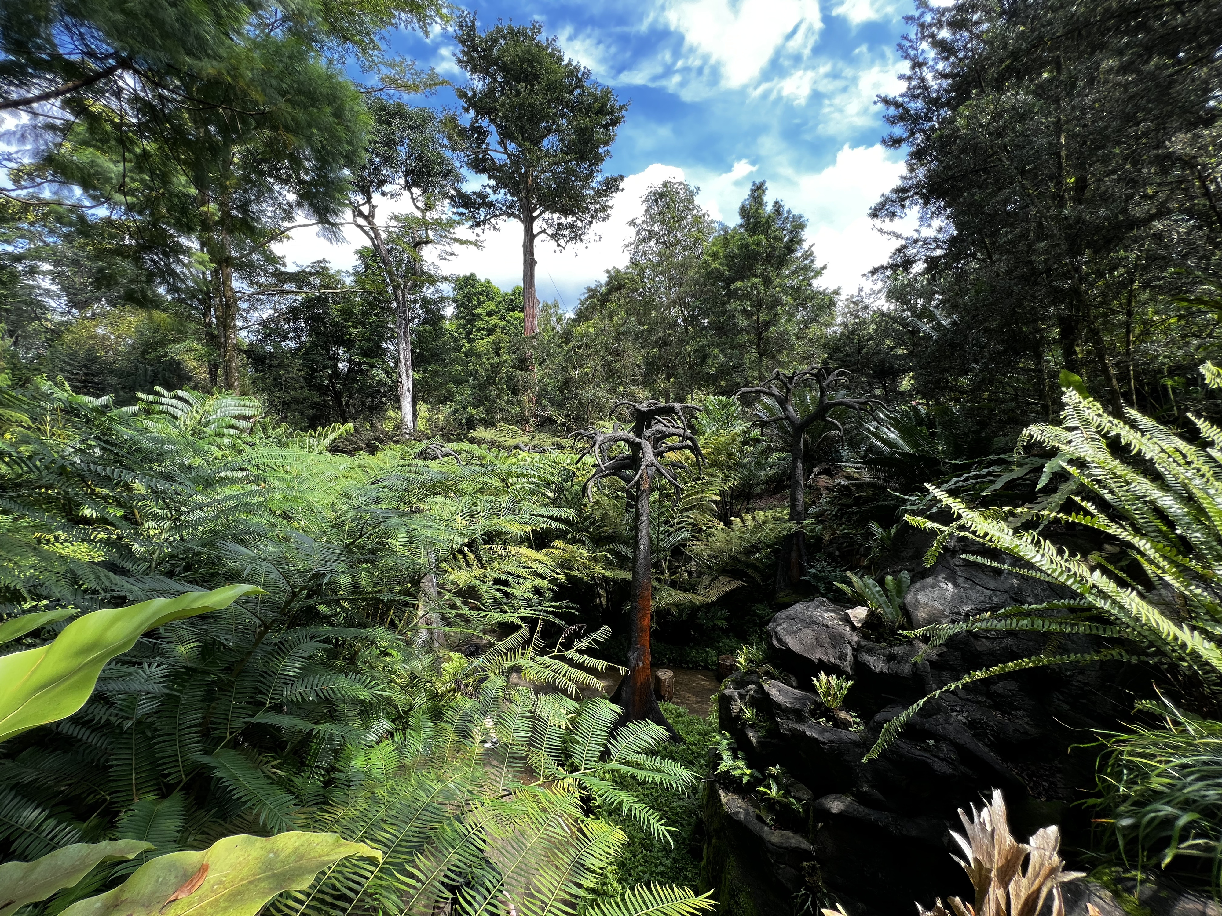 Picture Singapore Singapore Botanic Gardens 2023-01 87 - Center Singapore Botanic Gardens