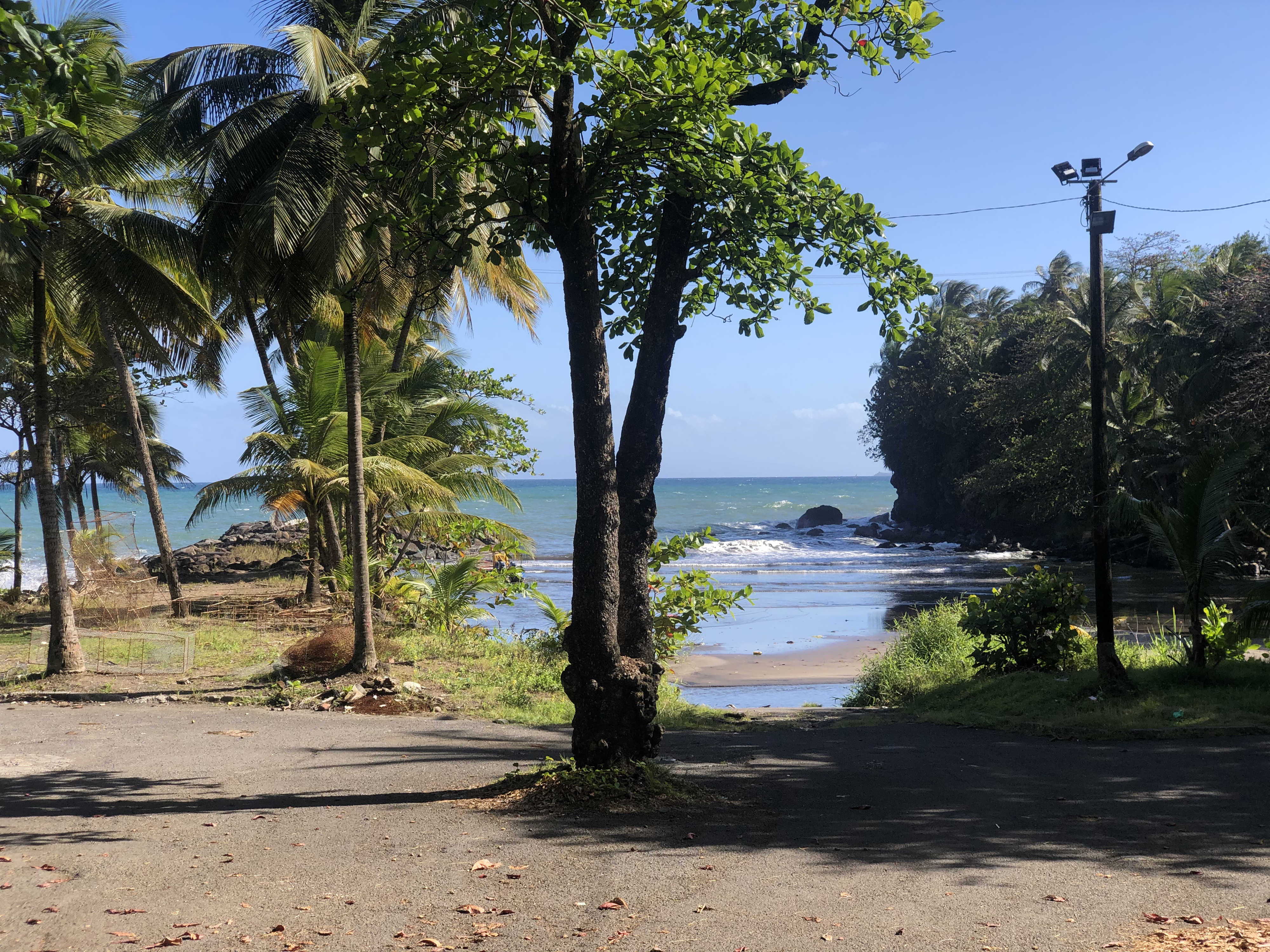 Picture Guadeloupe Bananier 2021-02 0 - History Bananier