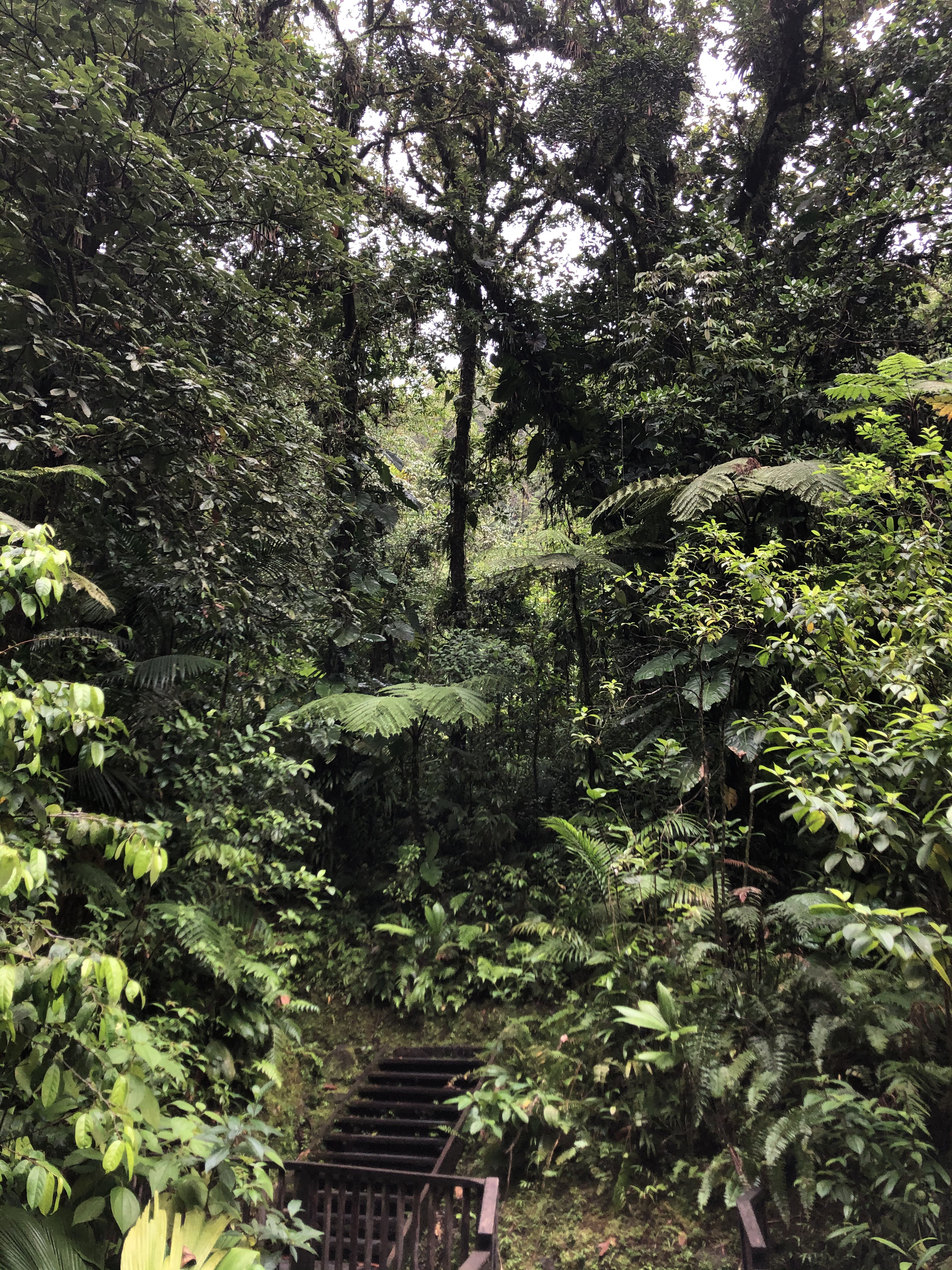 Picture Guadeloupe Carbet Falls 2021-02 16 - Discovery Carbet Falls