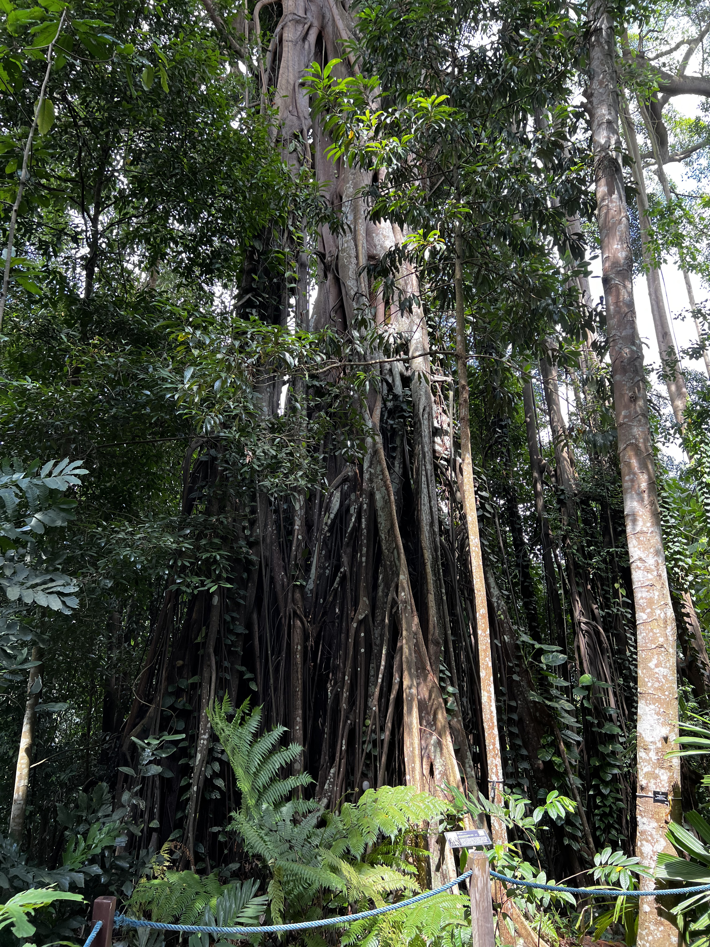 Picture Singapore Singapore Botanic Gardens 2023-01 29 - Discovery Singapore Botanic Gardens