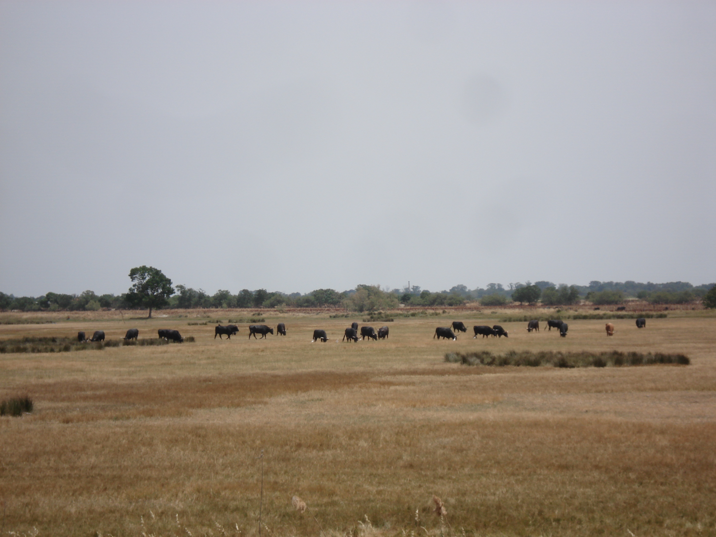 Picture France Camargue 2006-06 4 - History Camargue