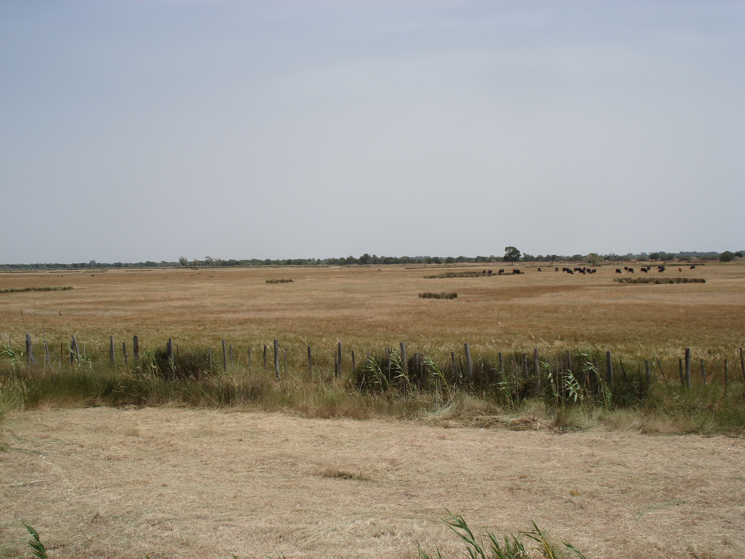 Picture France Camargue 2006-06 0 - Tours Camargue