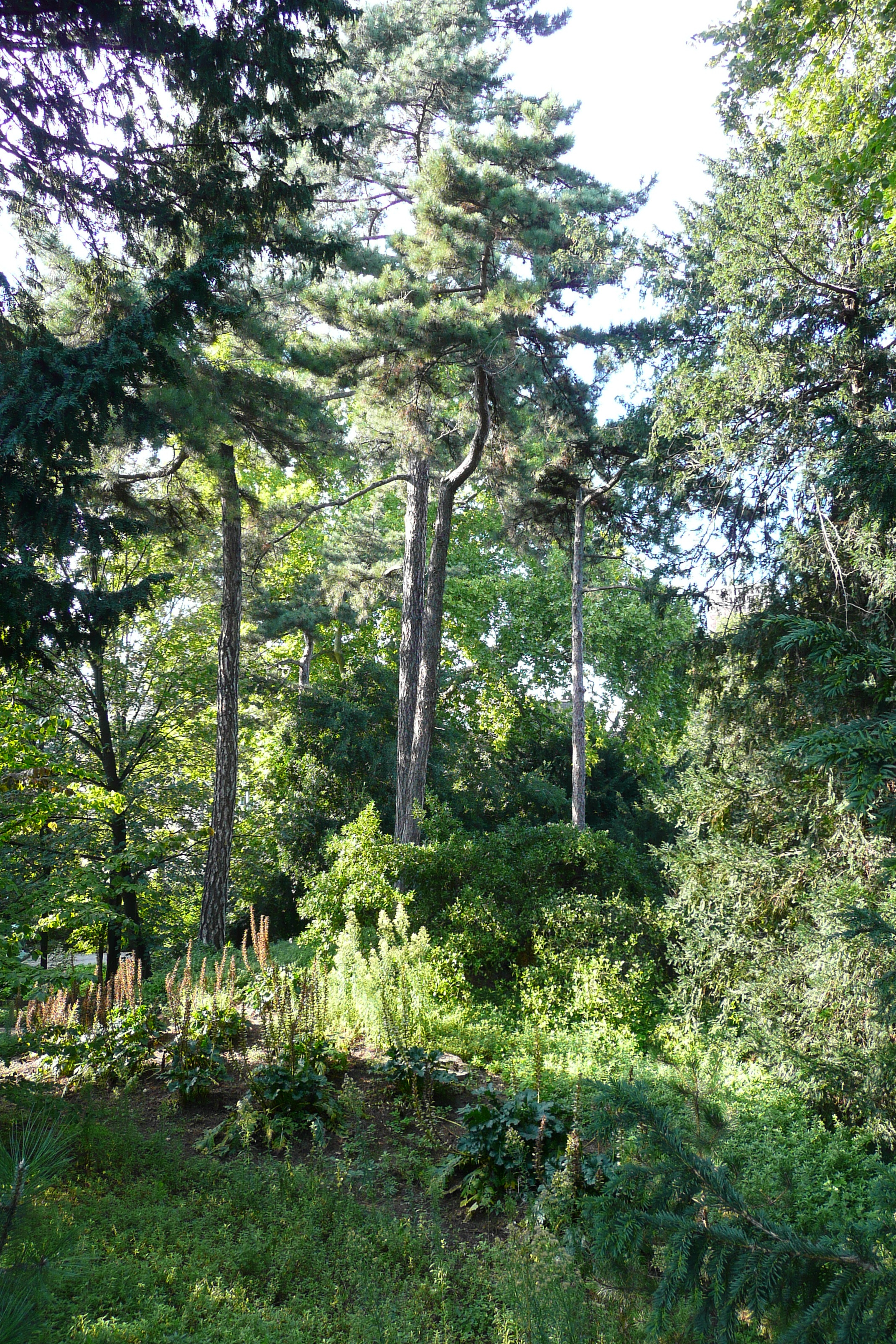 Picture France Paris Jardin des Plantes 2007-08 27 - Tours Jardin des Plantes