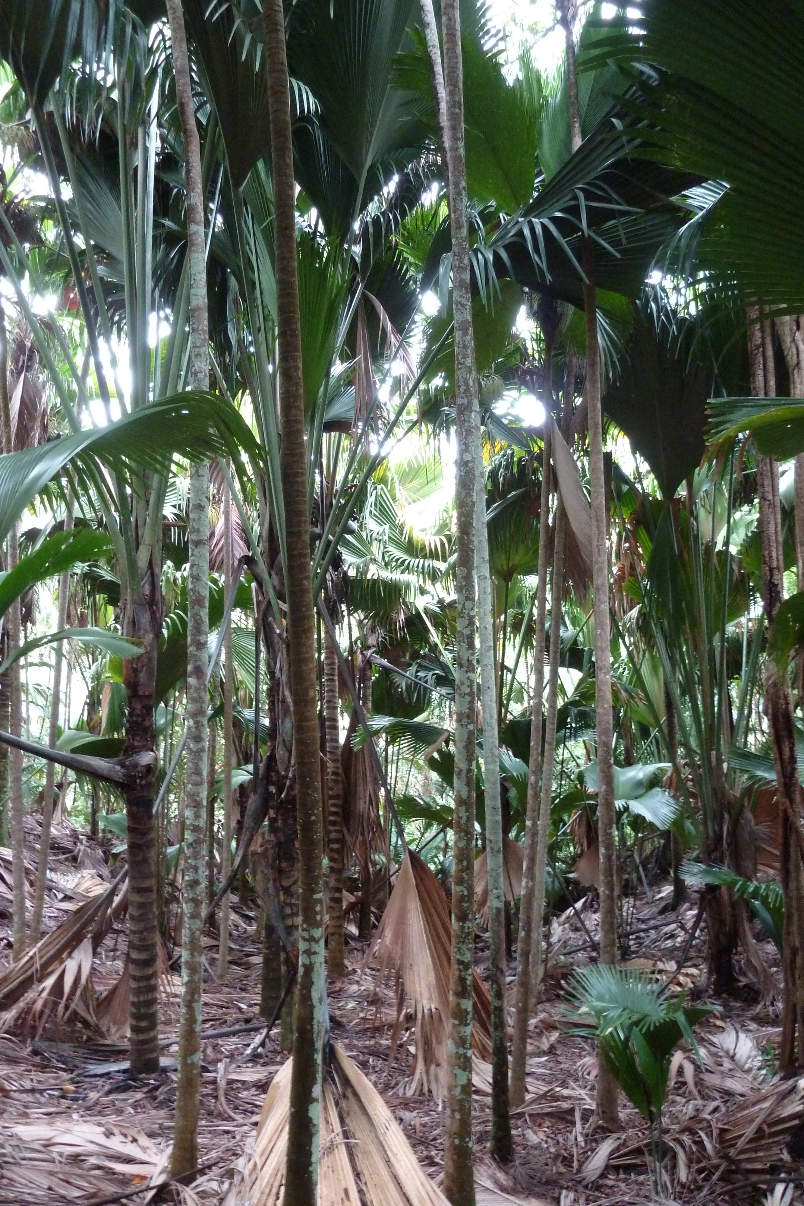 Picture Seychelles Vallee de Mai 2011-10 61 - Tour Vallee de Mai