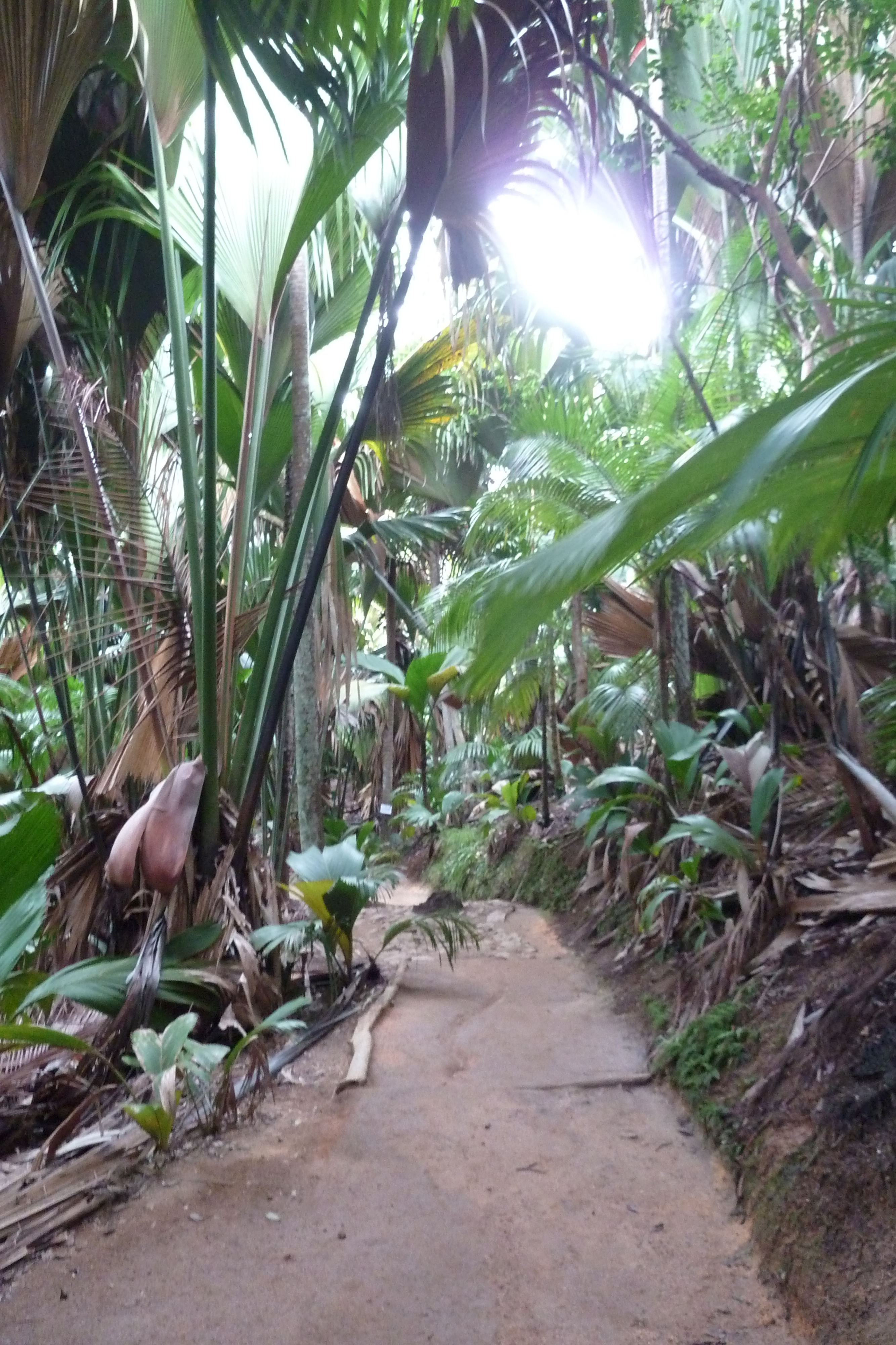 Picture Seychelles Vallee de Mai 2011-10 49 - Tour Vallee de Mai