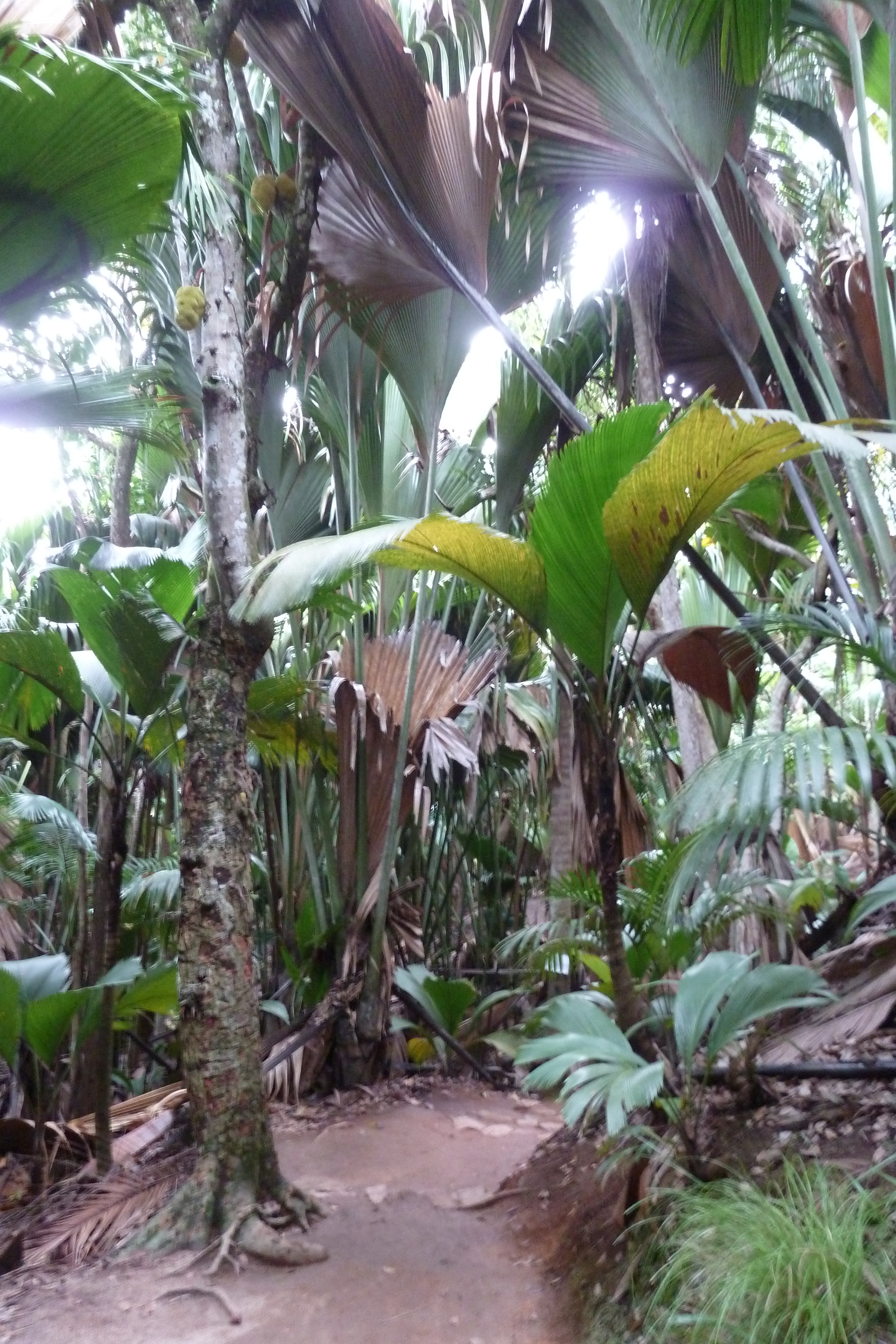 Picture Seychelles Vallee de Mai 2011-10 48 - Tour Vallee de Mai