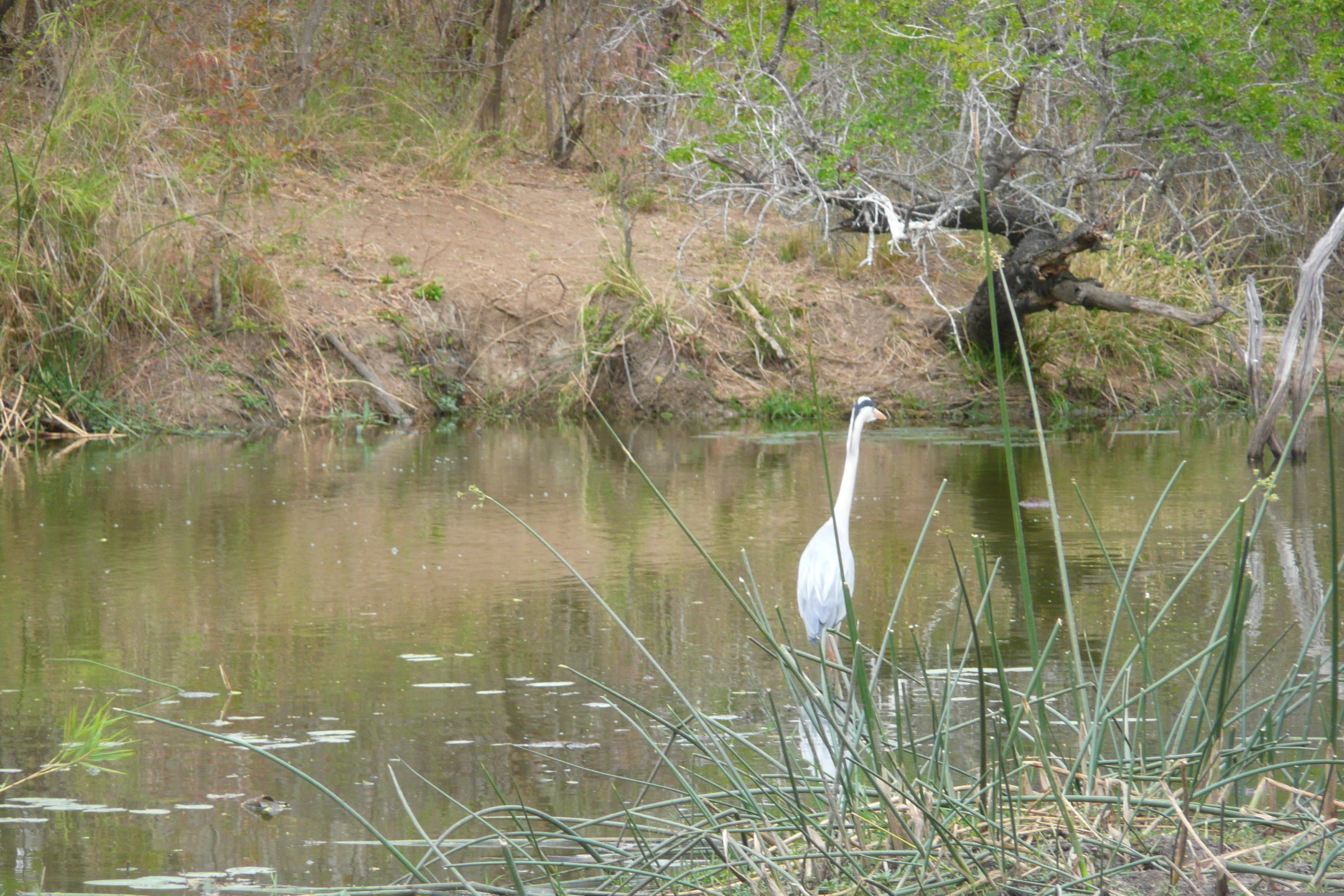 Picture South Africa Kruger National Park Sable River 2008-09 48 - Tours Sable River