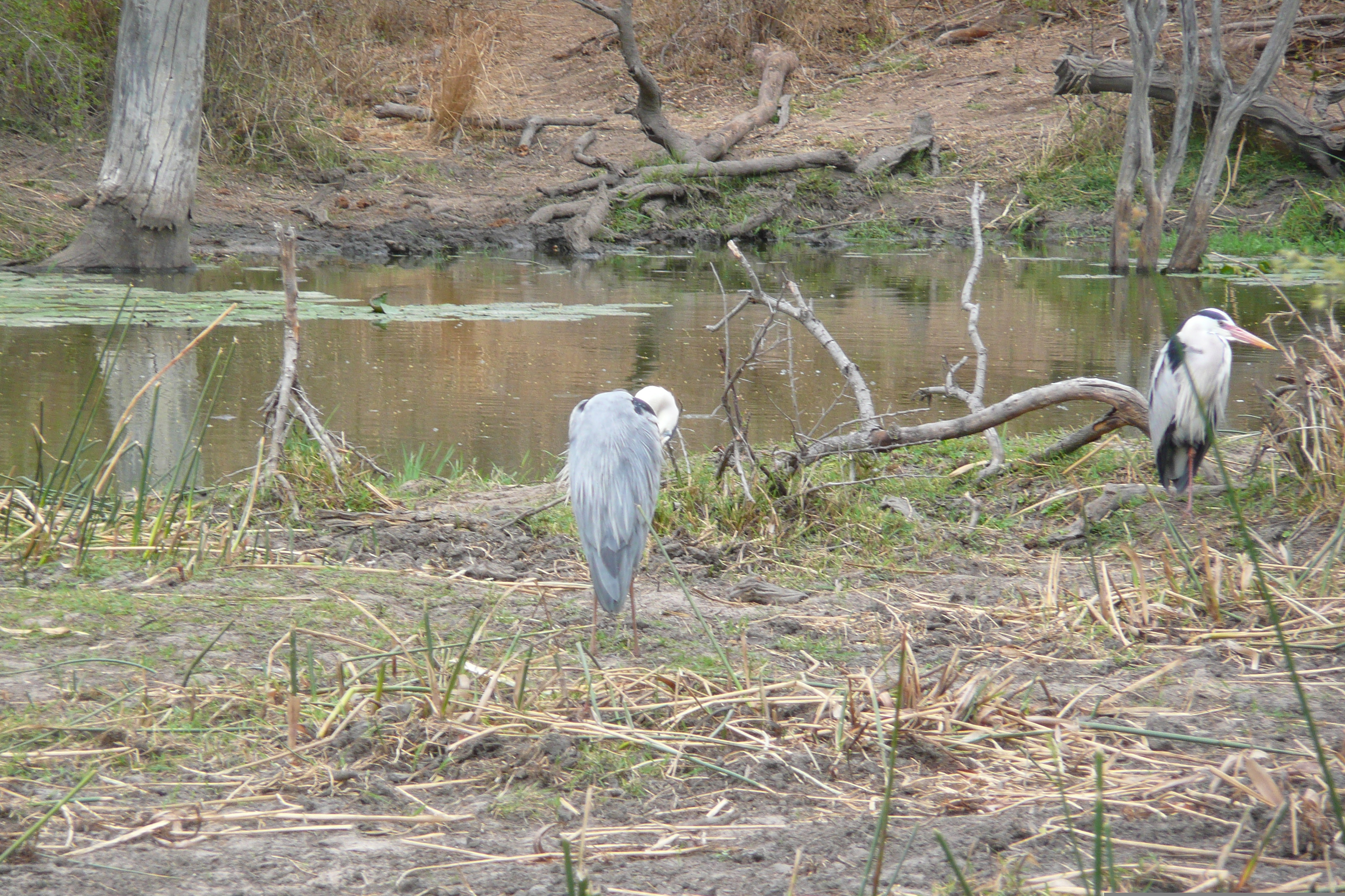 Picture South Africa Kruger National Park Sable River 2008-09 41 - Tours Sable River