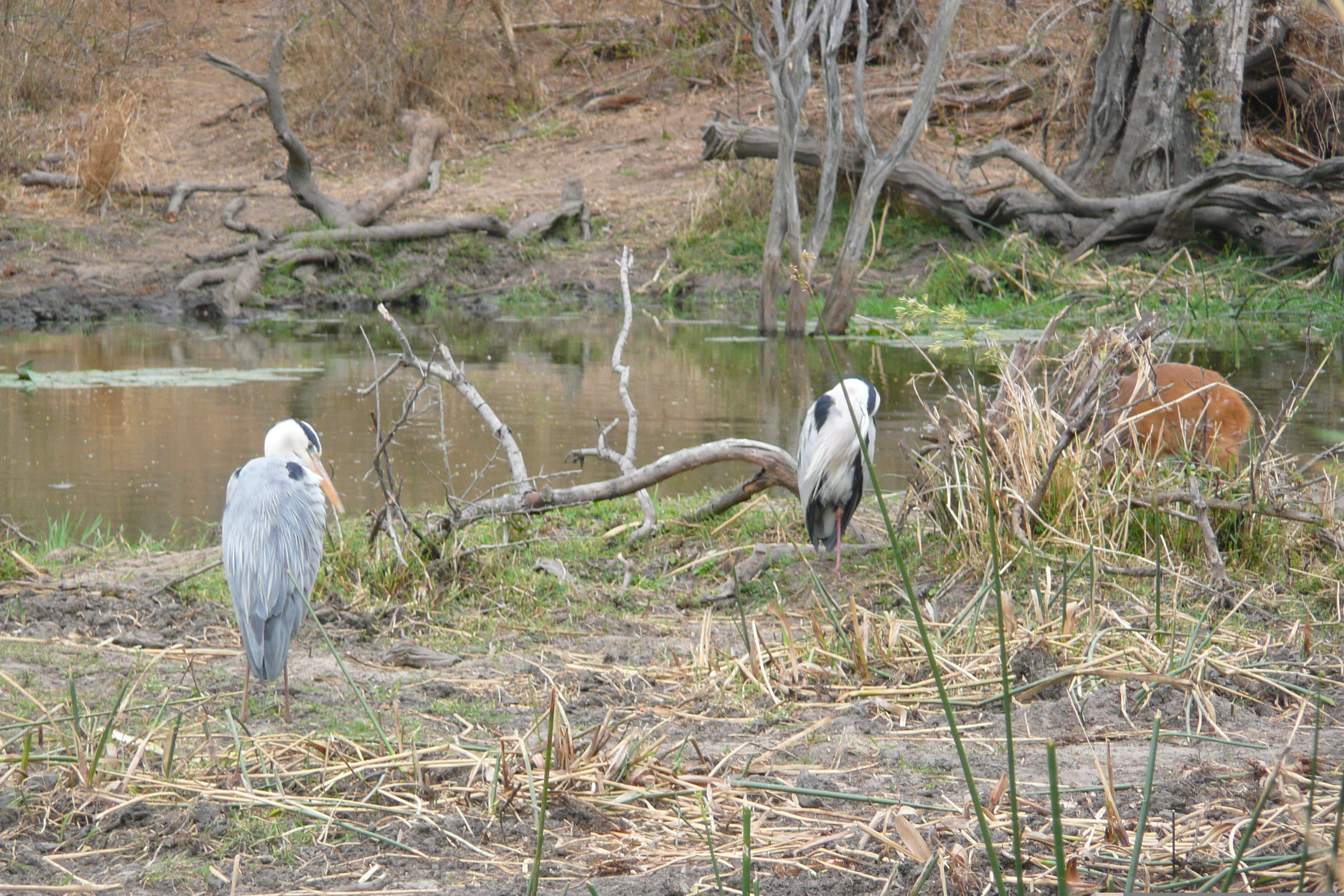 Picture South Africa Kruger National Park Sable River 2008-09 32 - Center Sable River