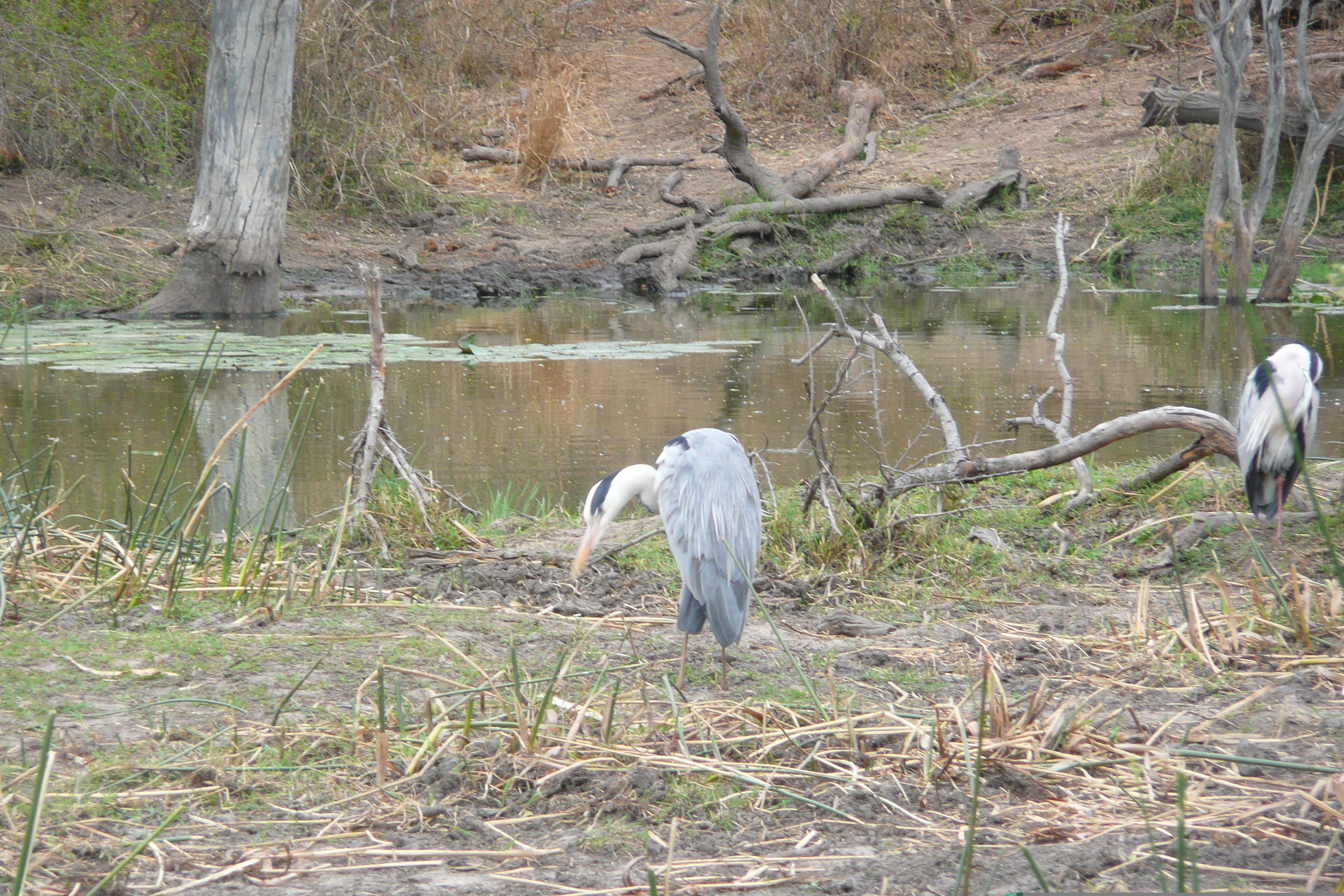 Picture South Africa Kruger National Park Sable River 2008-09 39 - History Sable River