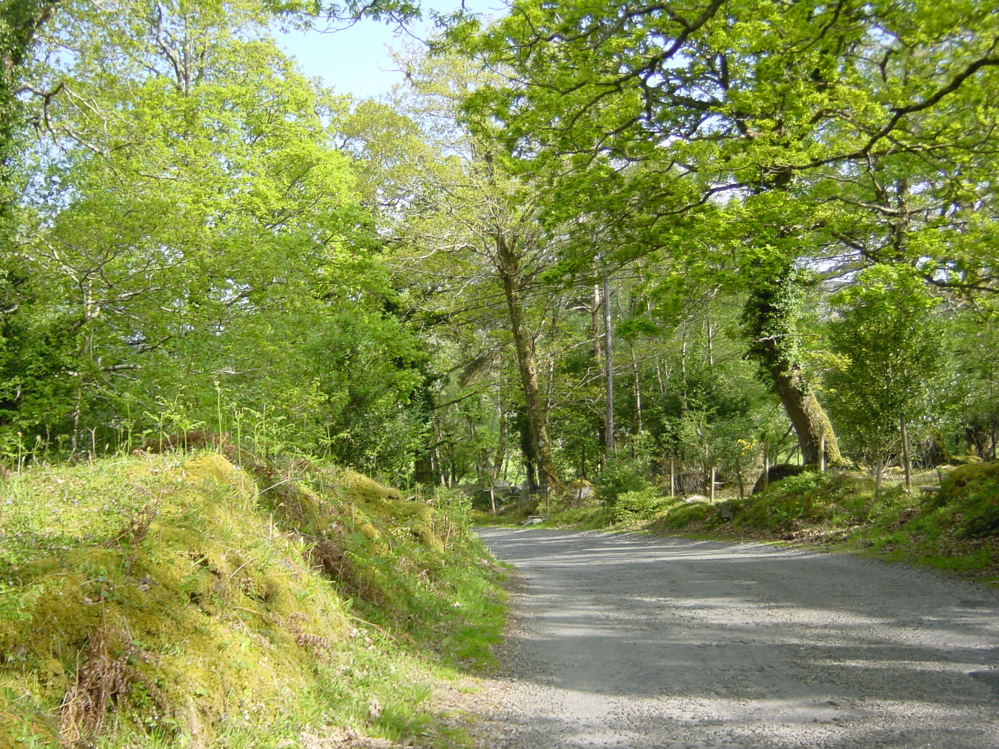 Picture Ireland Kerry Caragh Lake 2004-05 26 - Discovery Caragh Lake