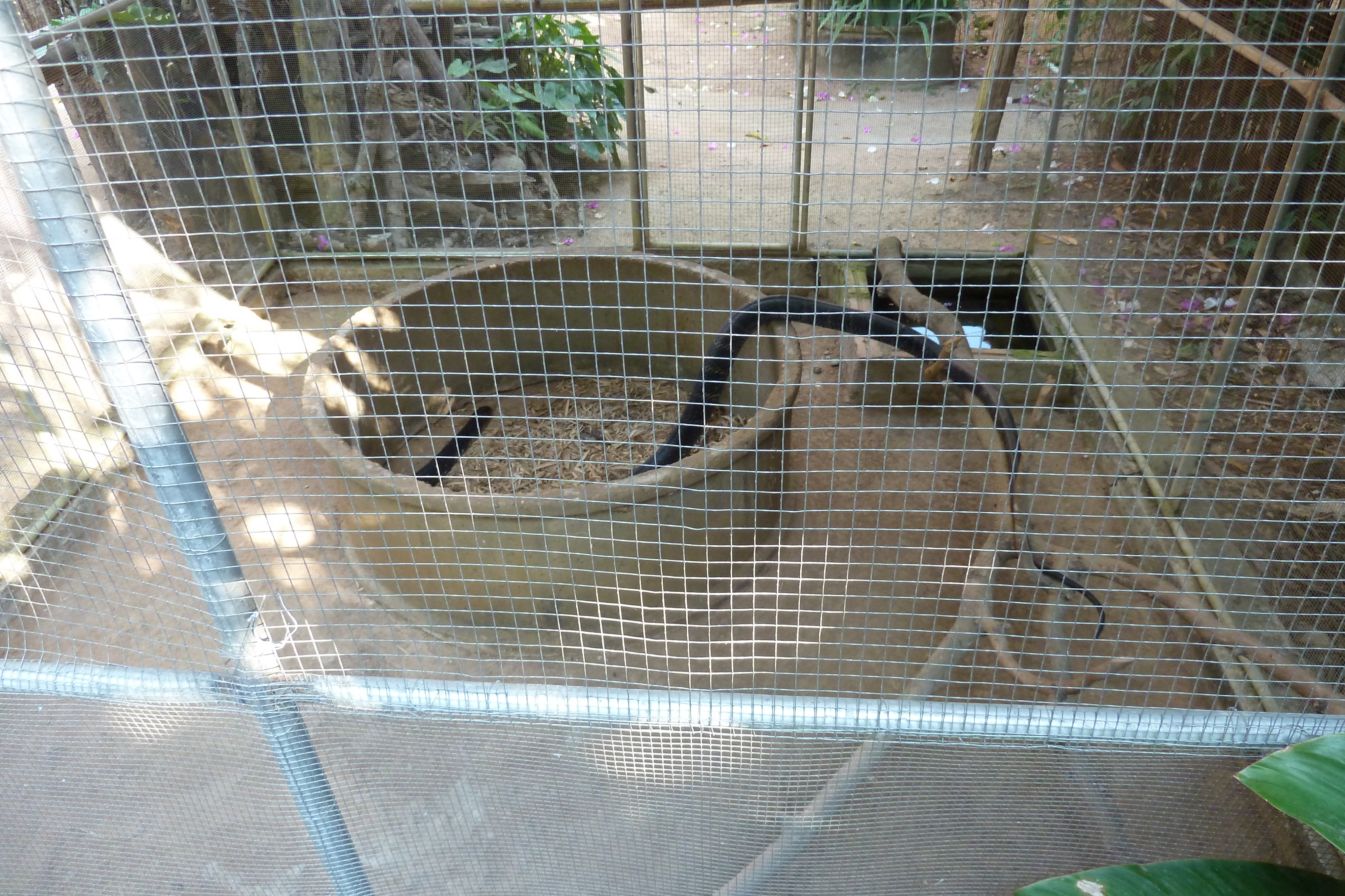 Picture Thailand Chiang Mai Mae Sa Snake Farm 2010-12 30 - Center Mae Sa Snake Farm